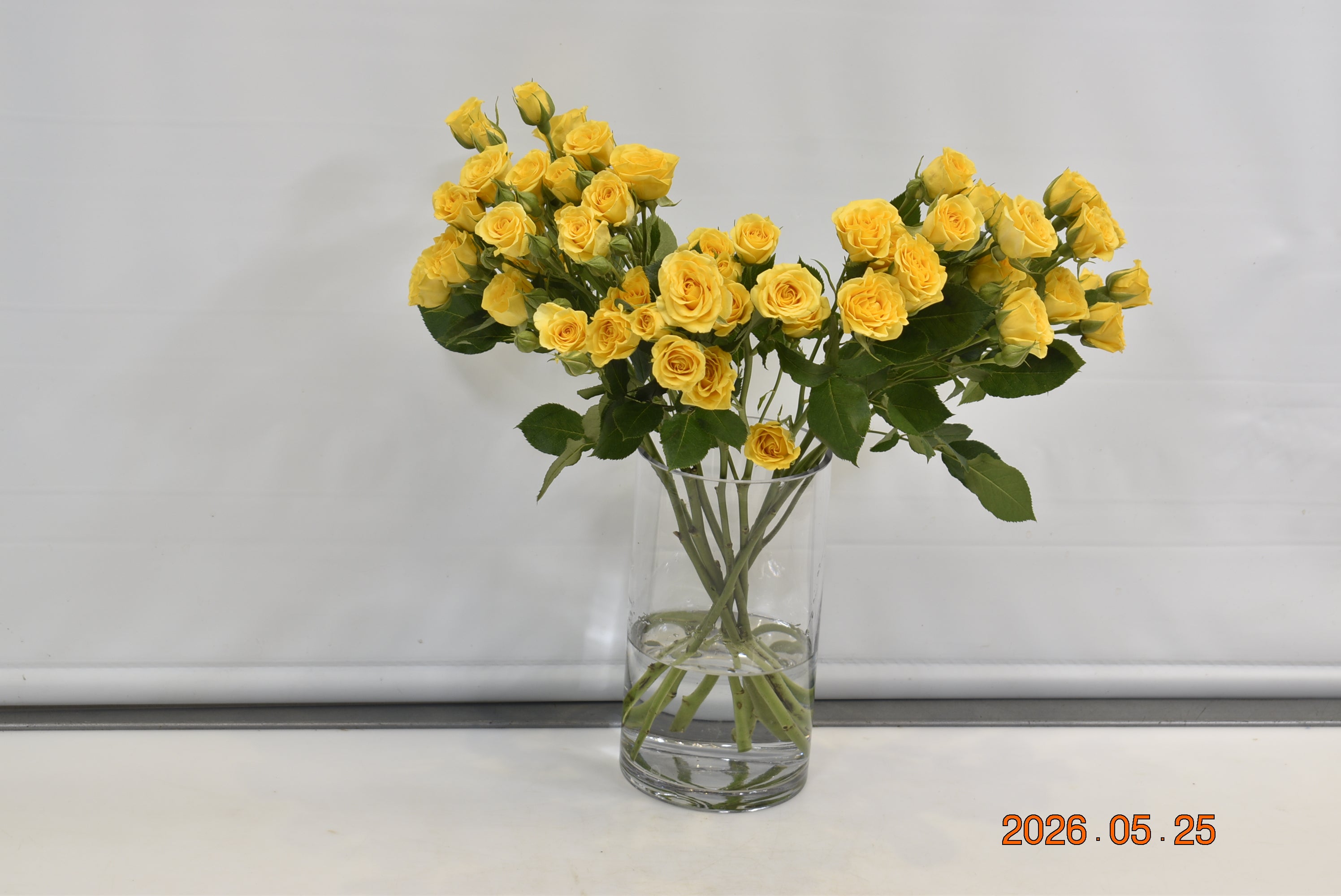 ROSE SPRAY YELLOW BABE Small