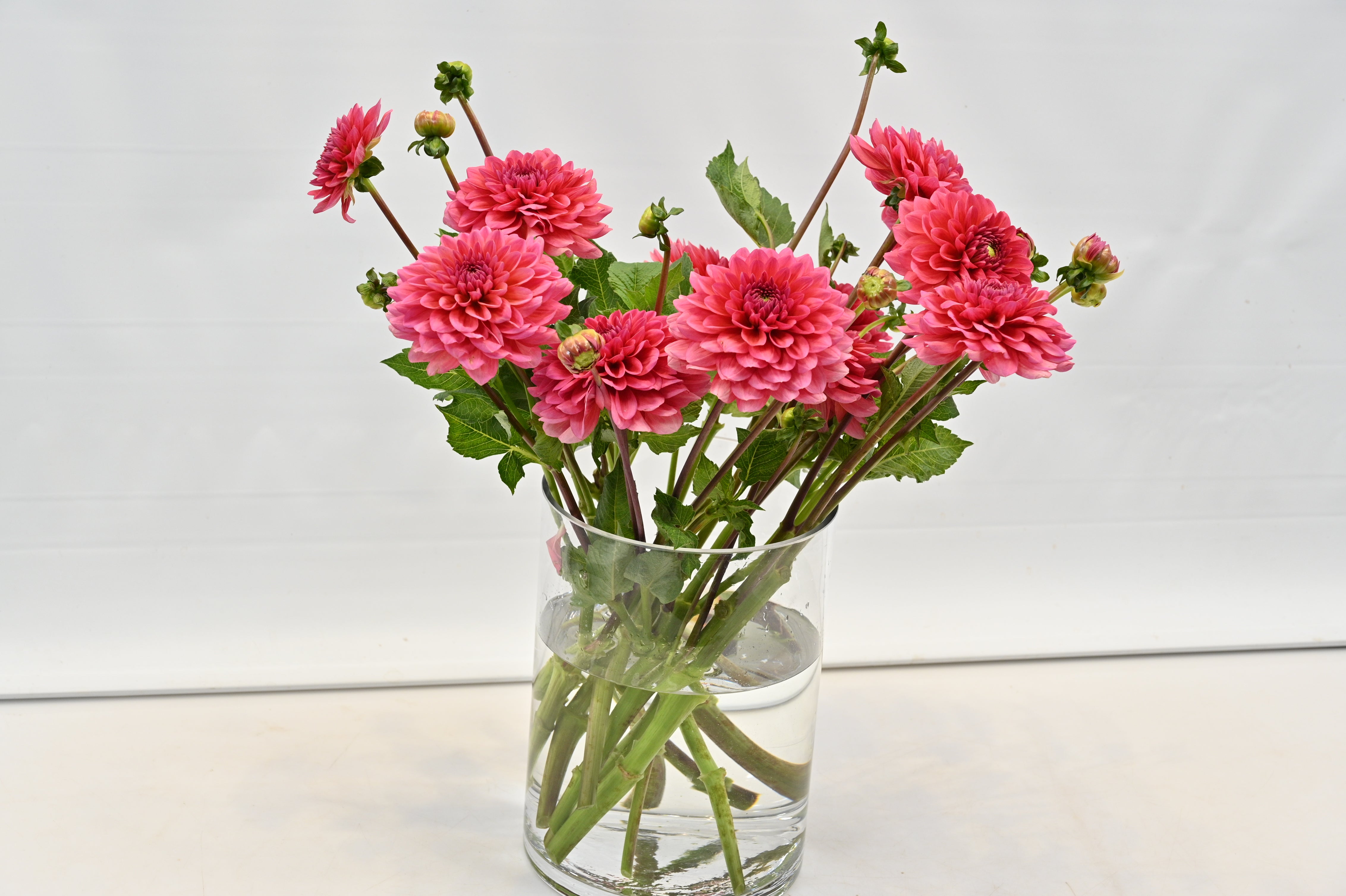 DAHLIA PINK Small