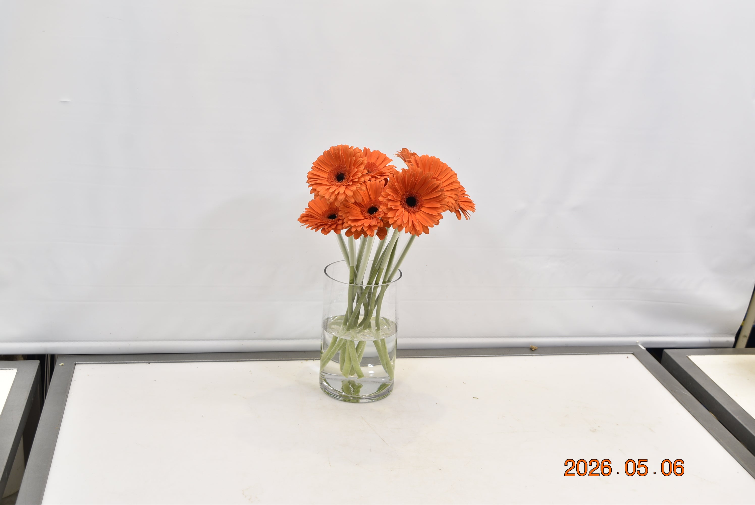 Gerbera Capella Small