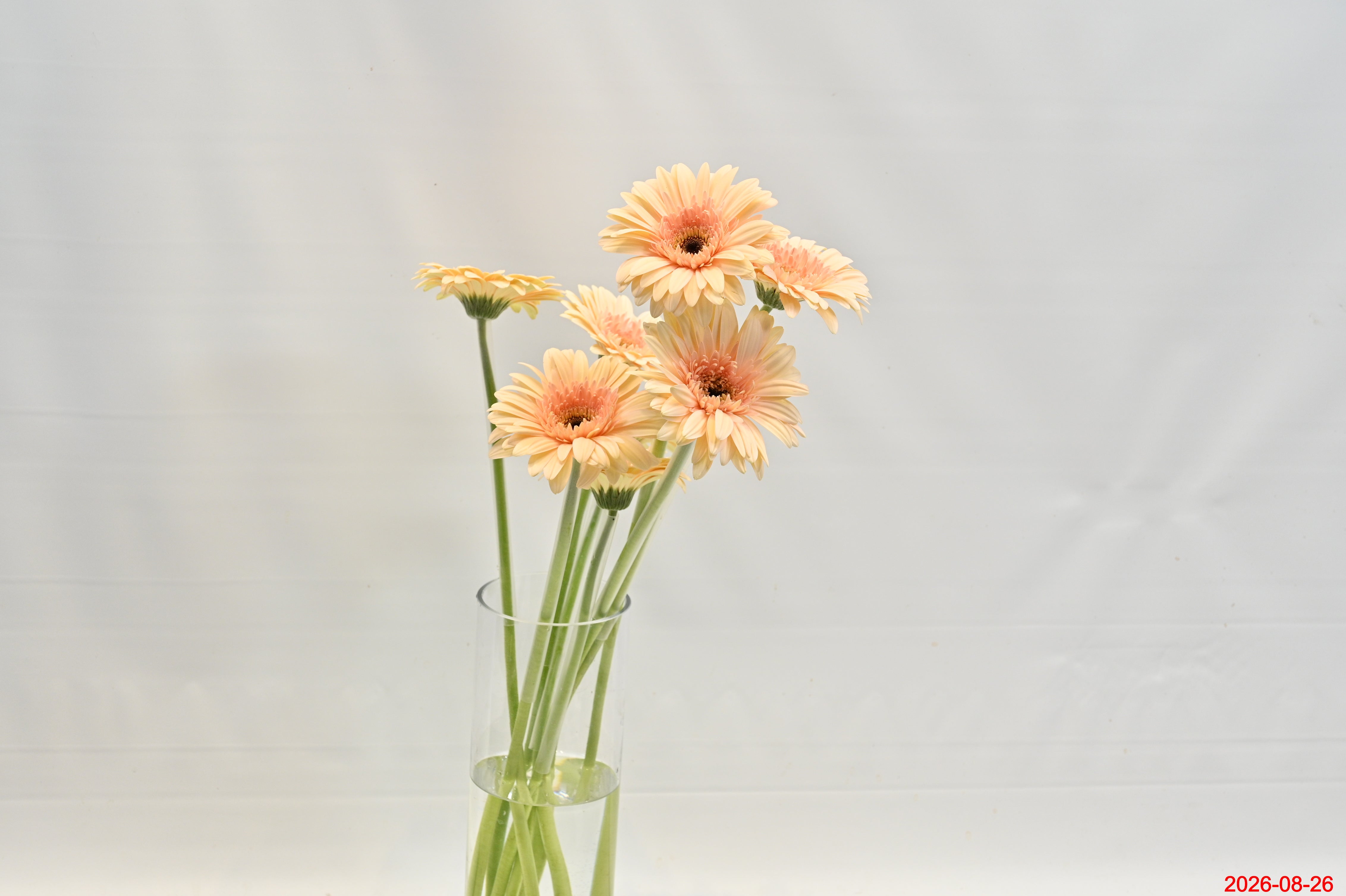 Gerbera Cafe Del Mar Small
