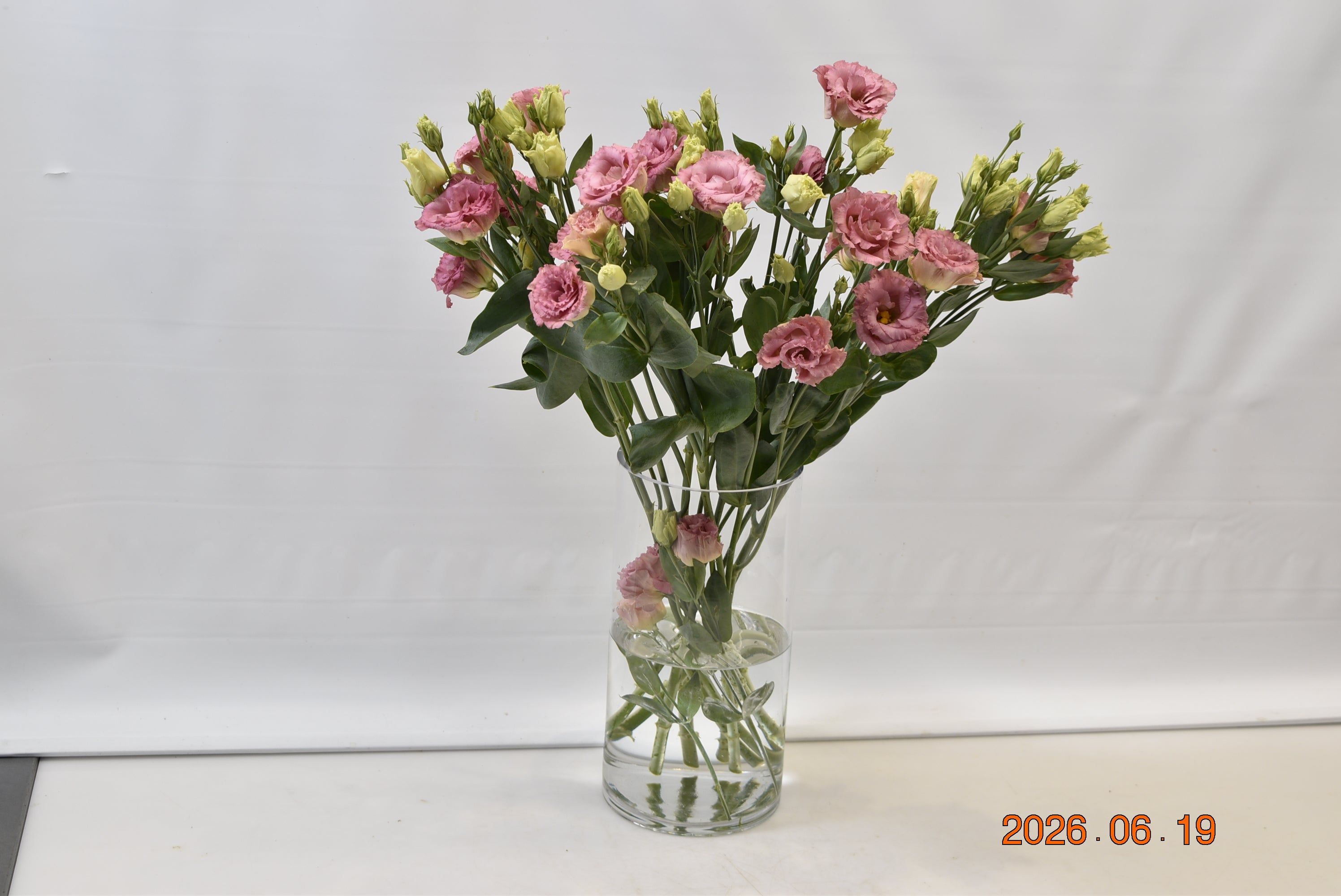 LISIANTHUS DOUBLE NOVELTY Small