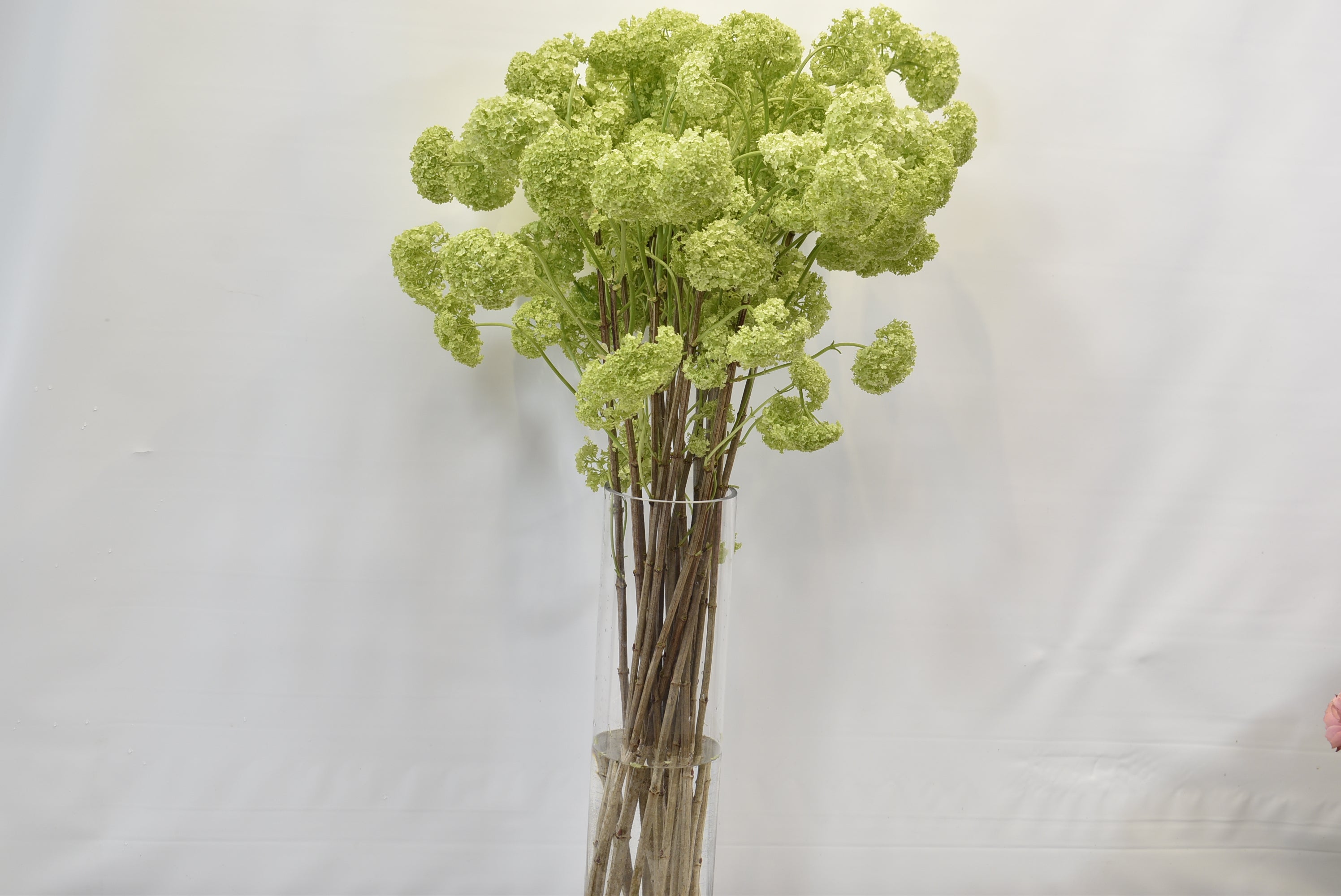 VIBURNUM LONG Small
