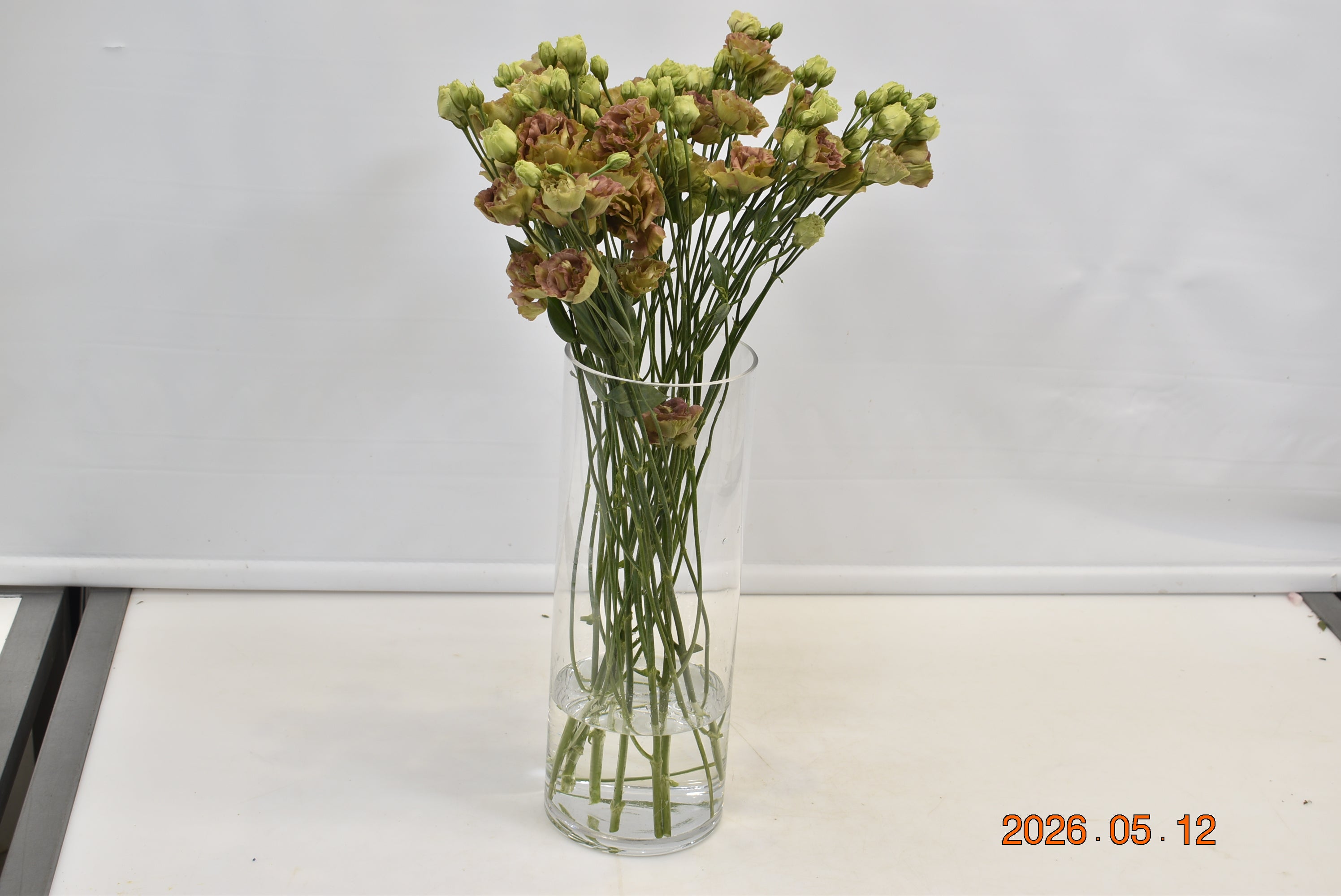LISIANTHUS DBL BROWN Small