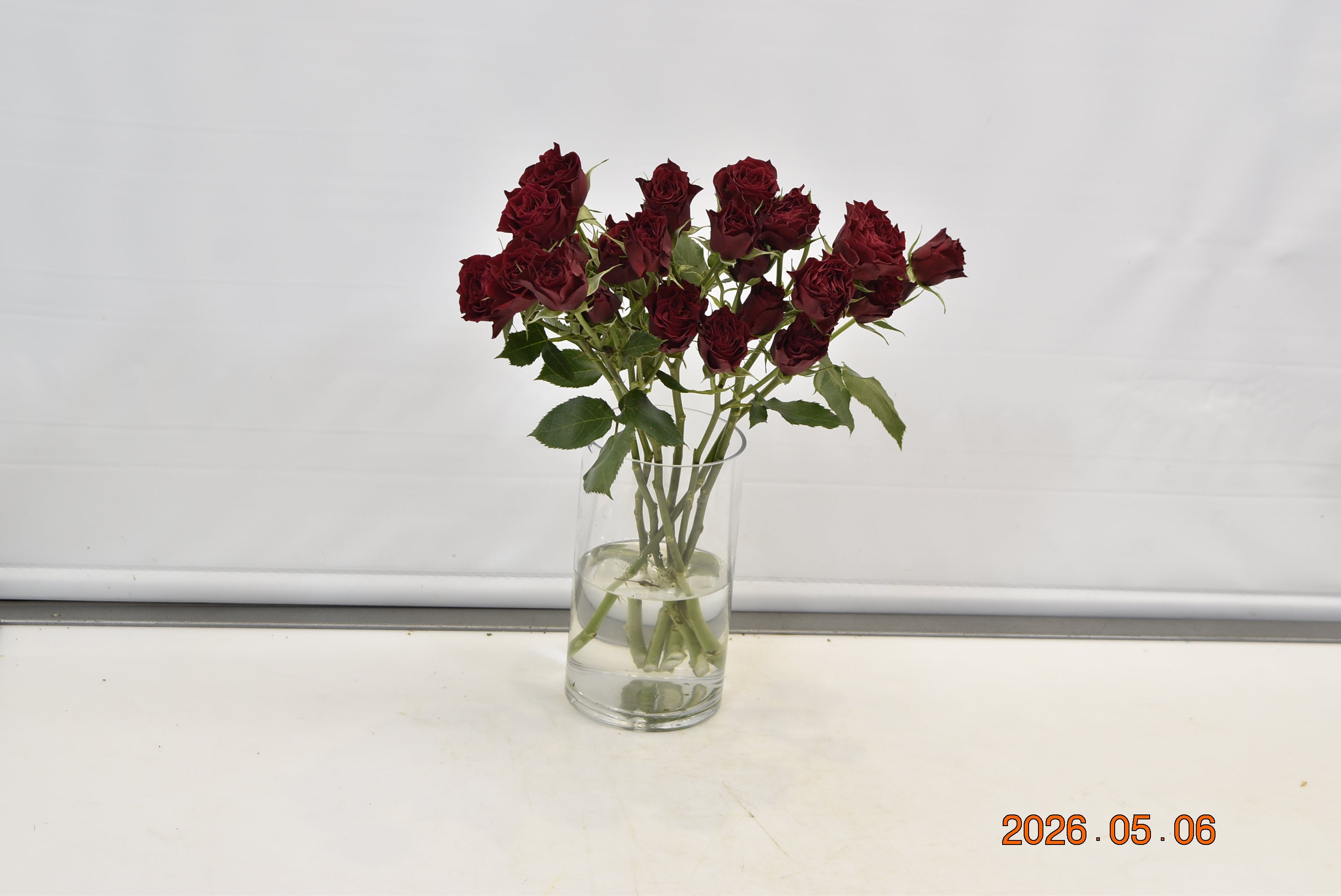 Rose Spray Saona Small