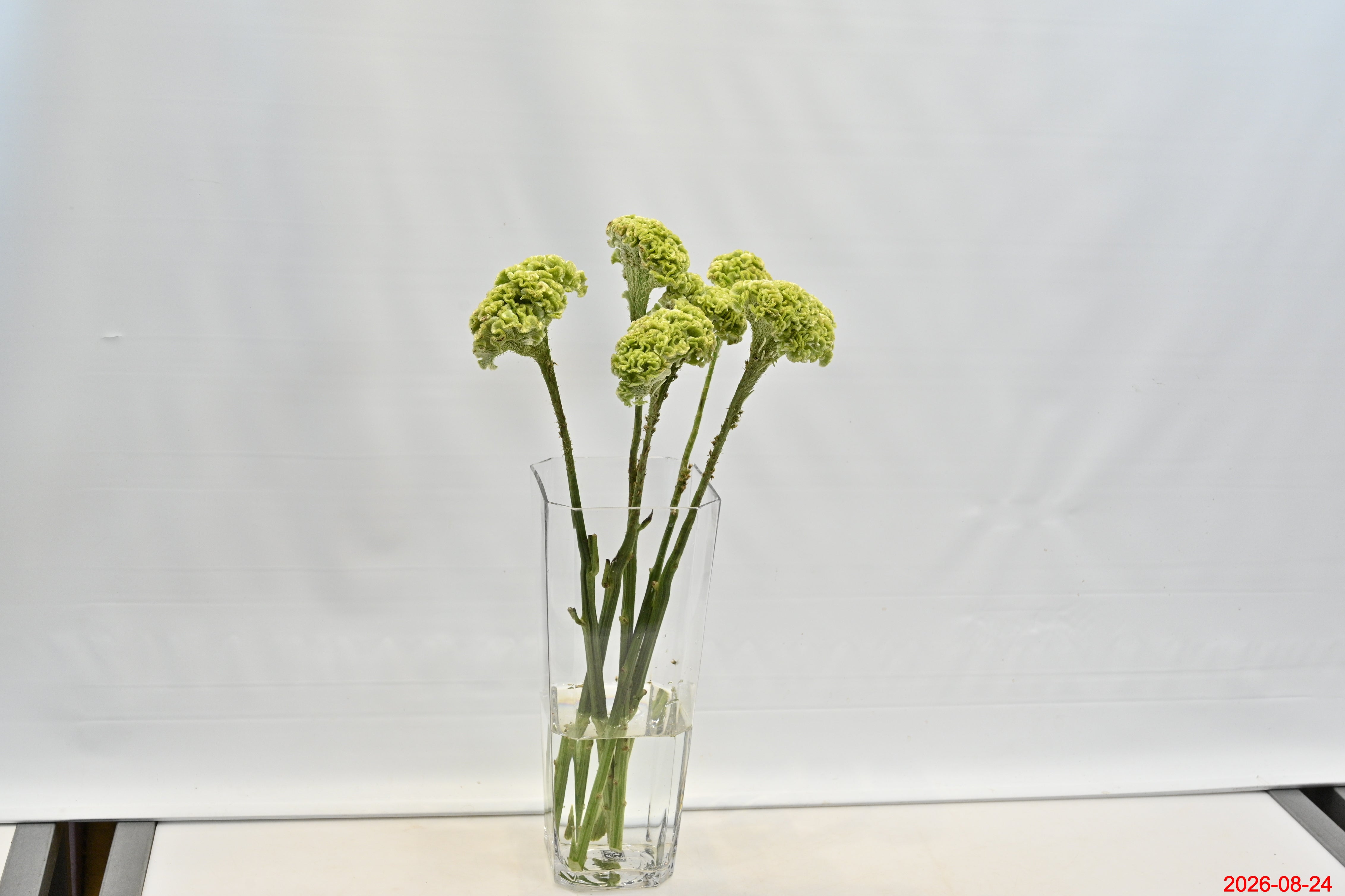 Celosia Green Fan Small