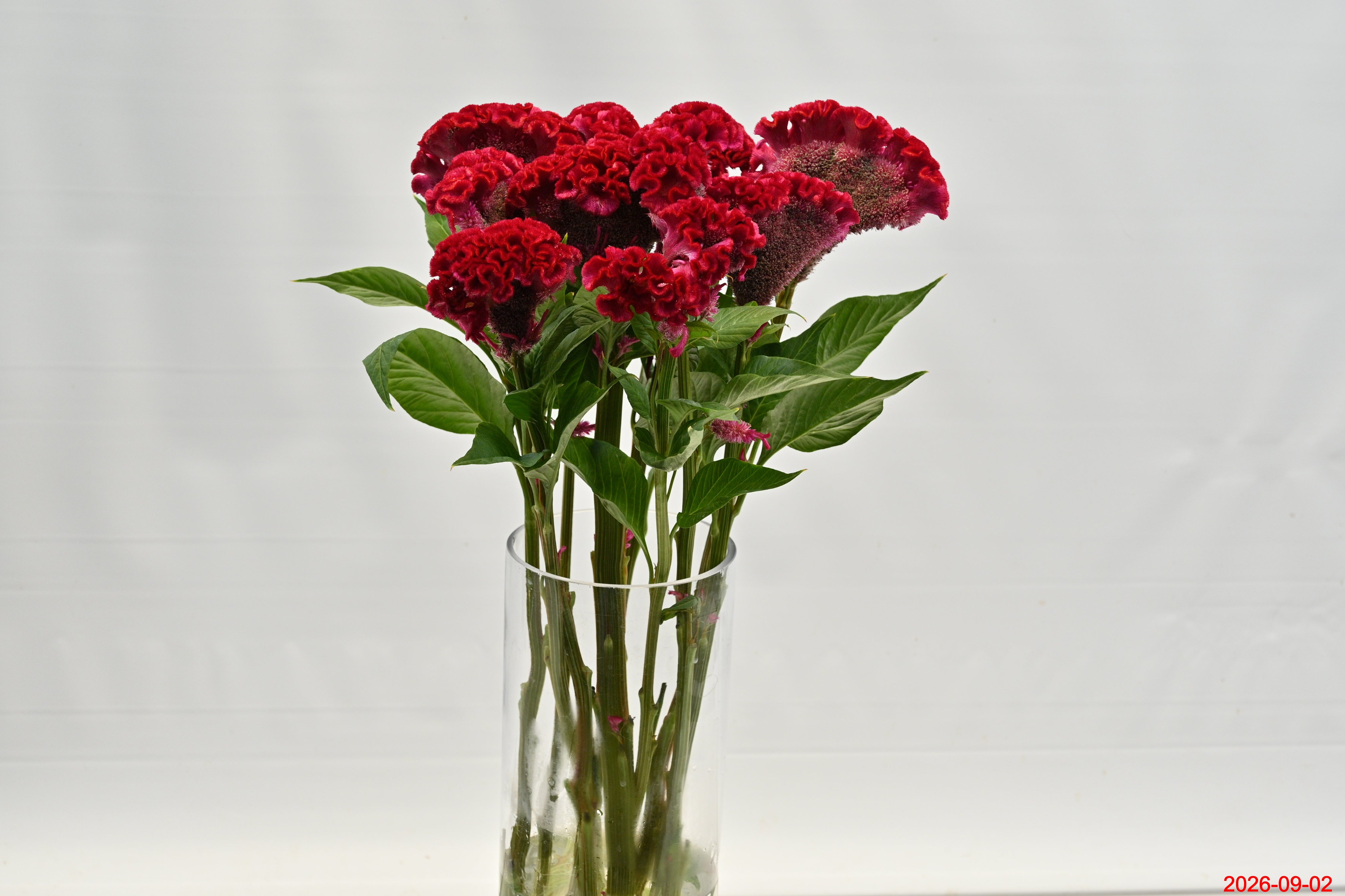 CELOSIA HOT PINK Small