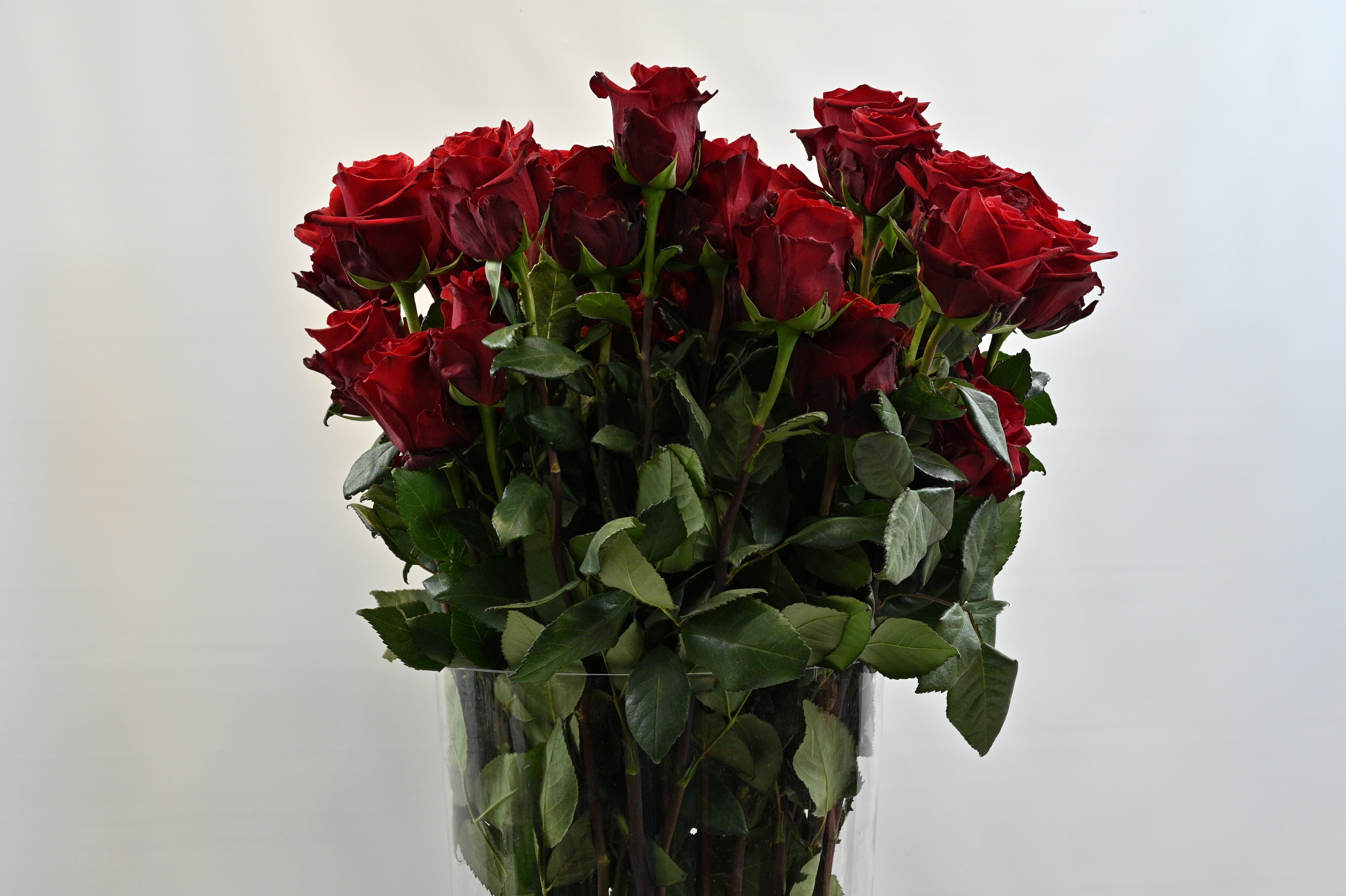 Rose Explorer 100cm Small
