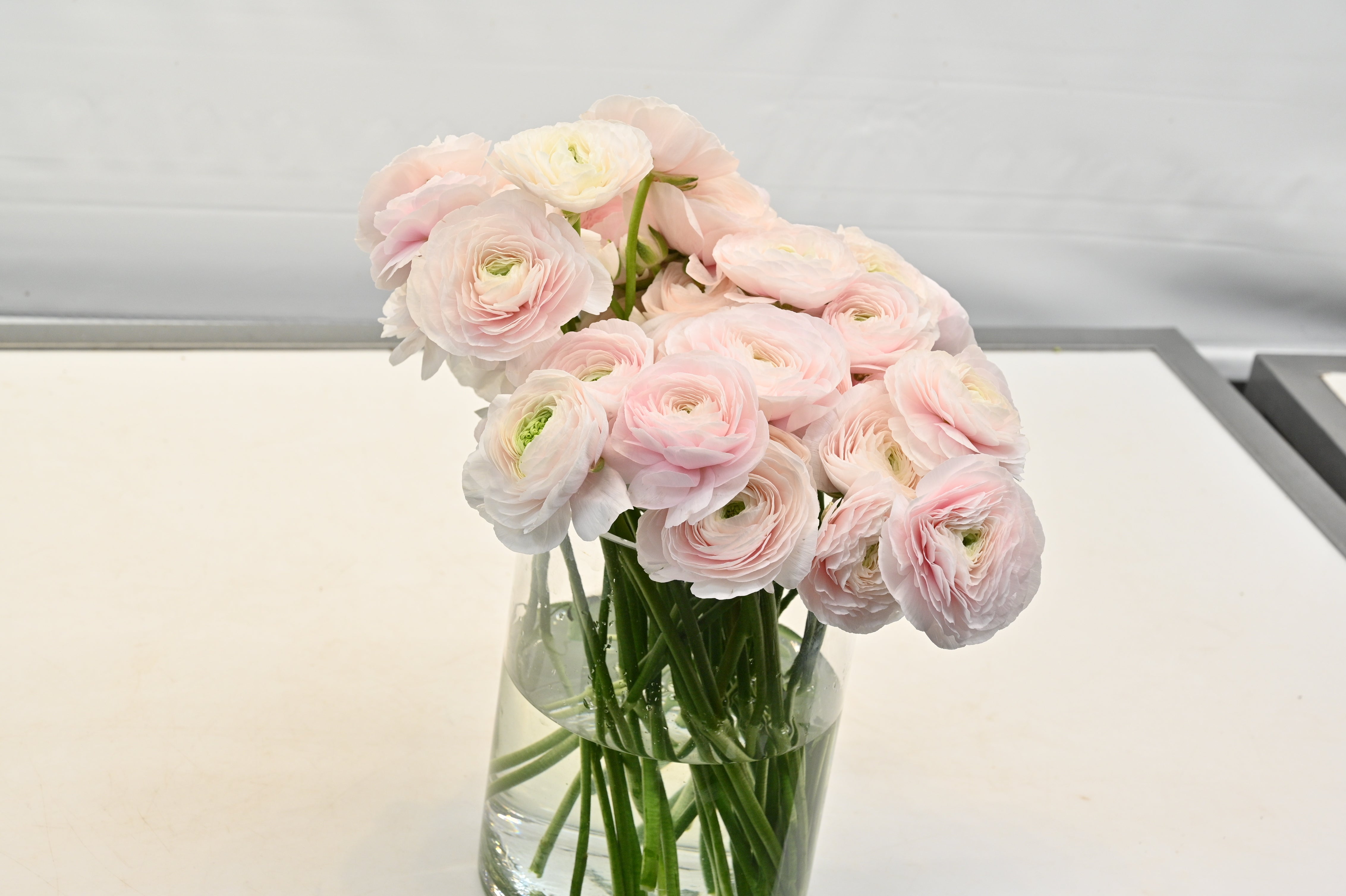 Ranunculus Blush Small