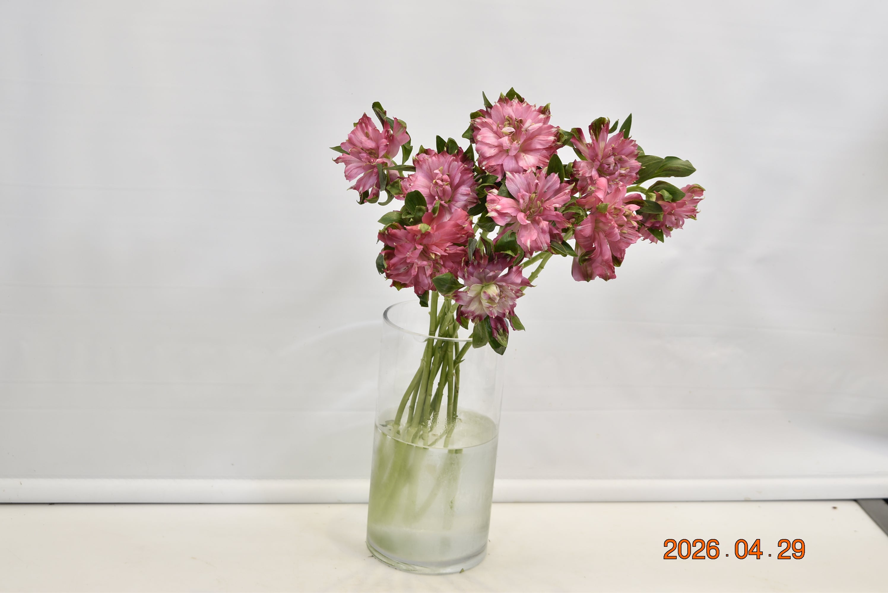 ALSTROEMERIA FASHIONISTA SOFIENA Small