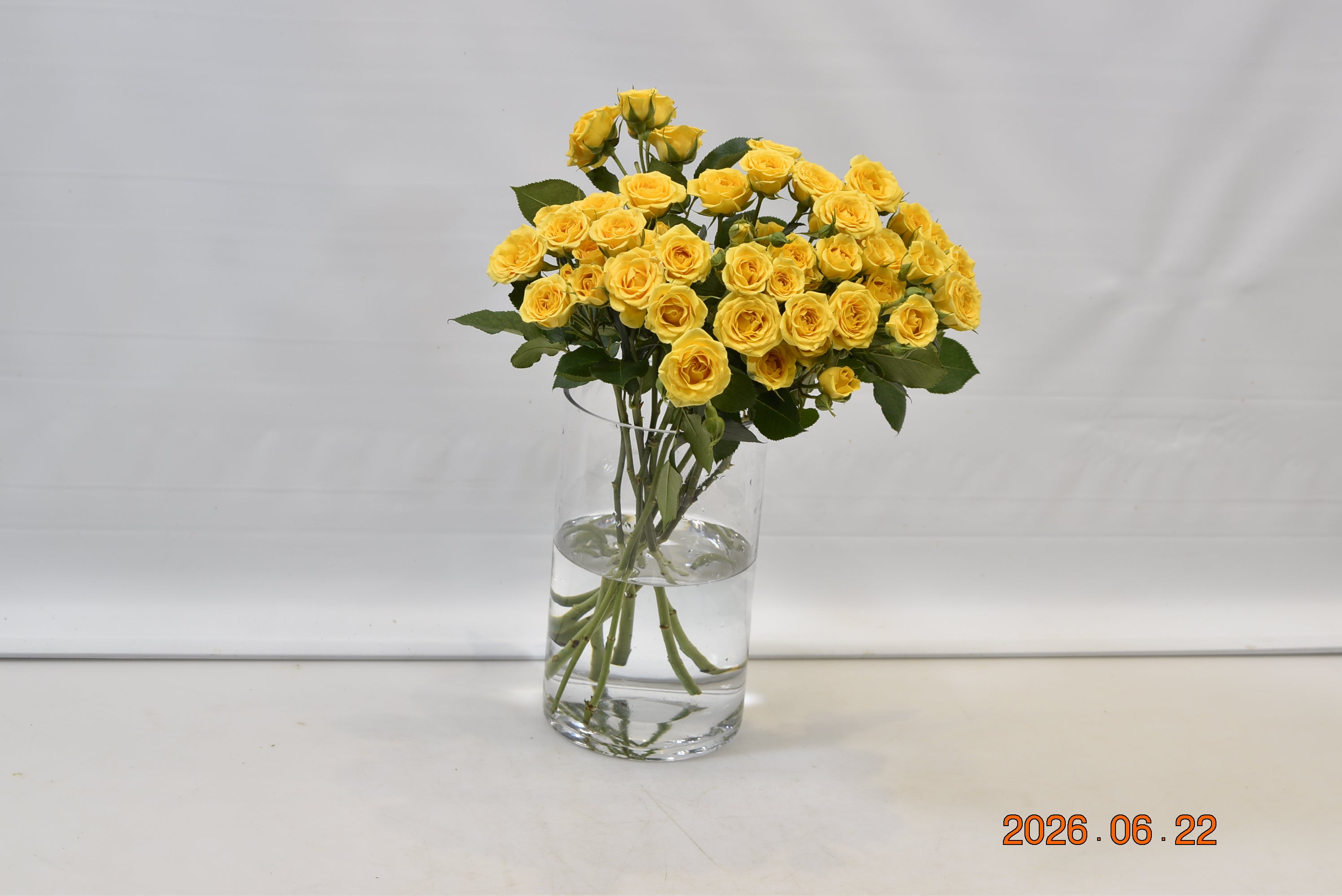 ROSE YELLOW BABE Small