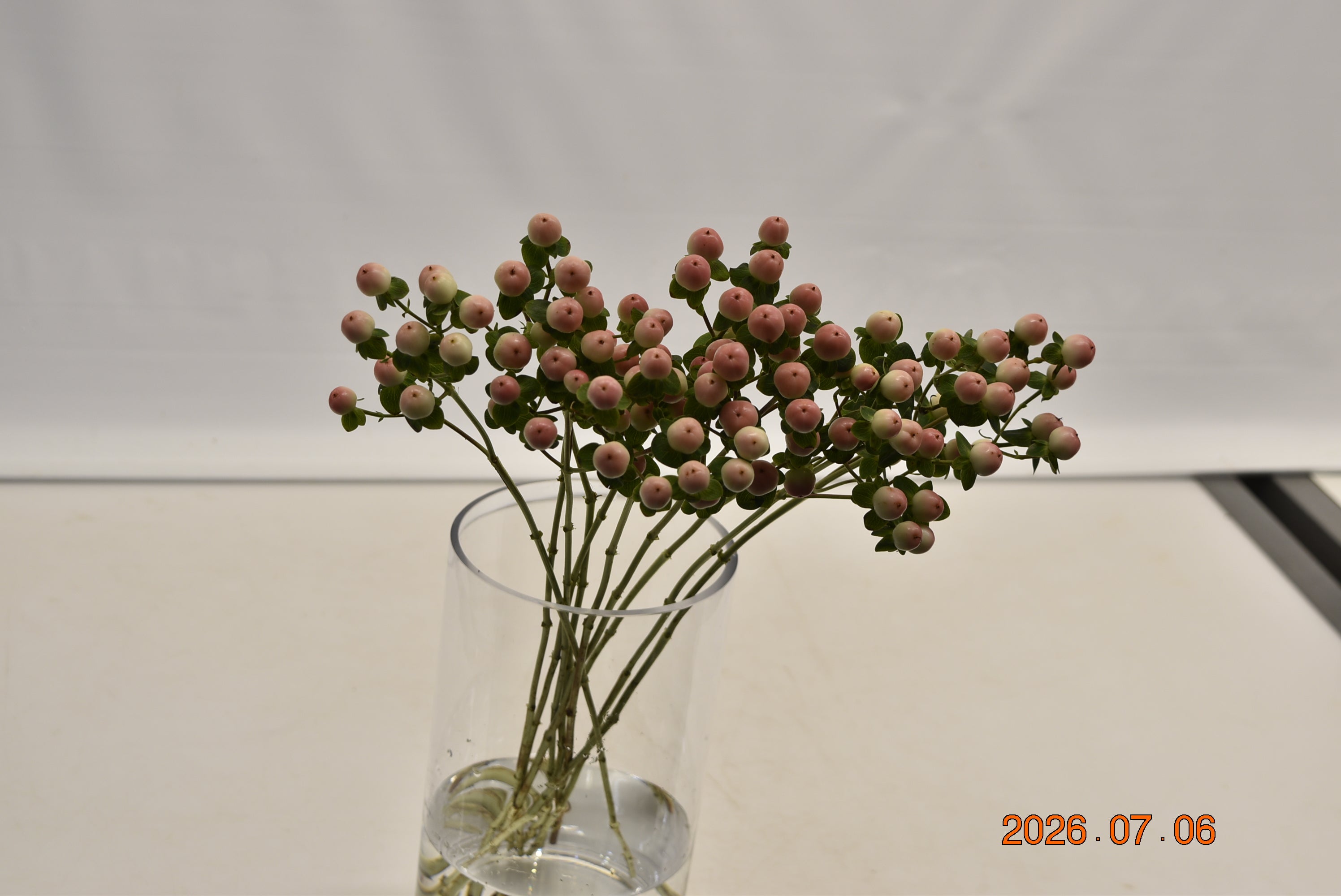 HYPERICUM COCO CASINO Small