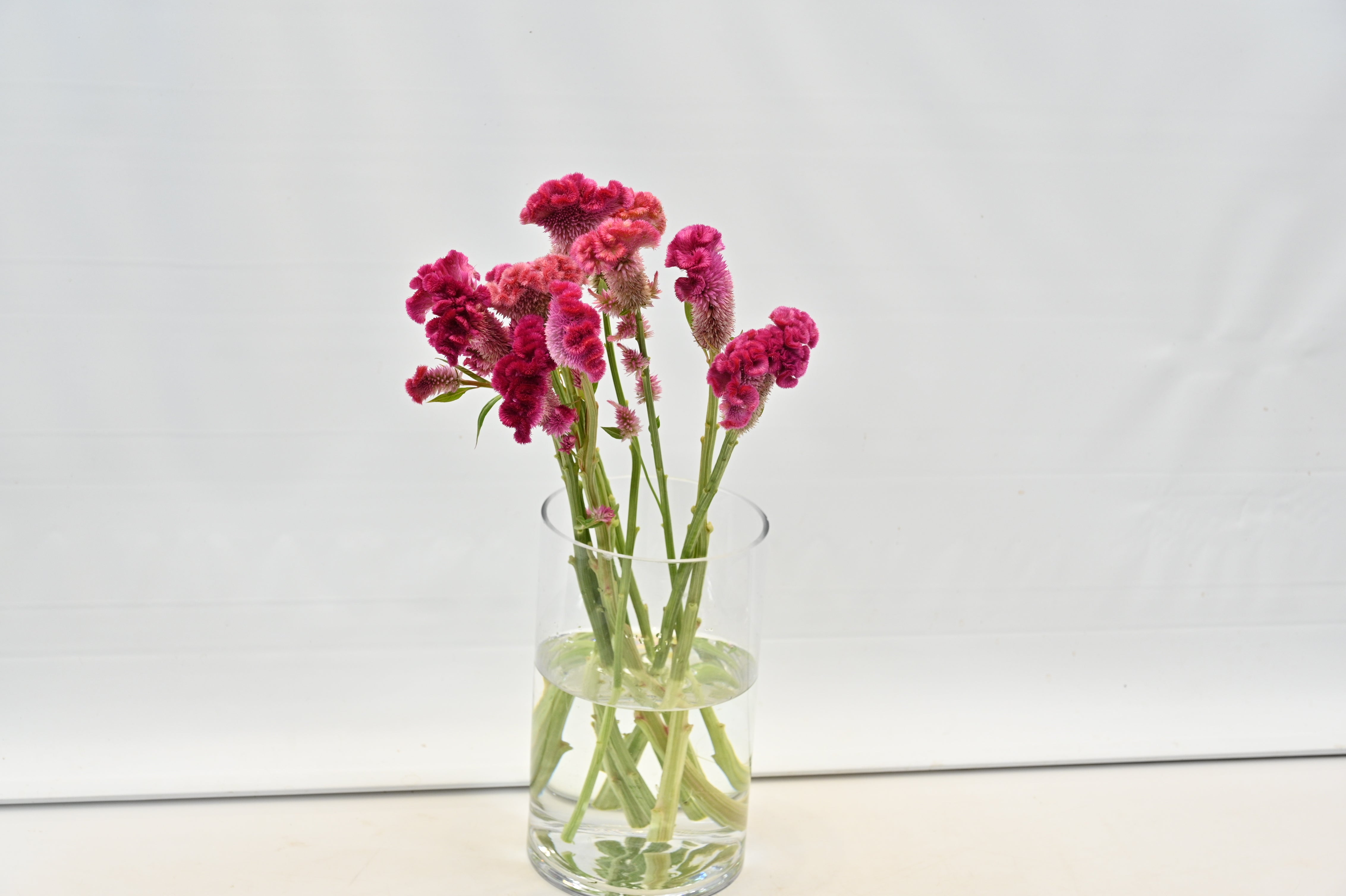 CELOSIA PINK Small