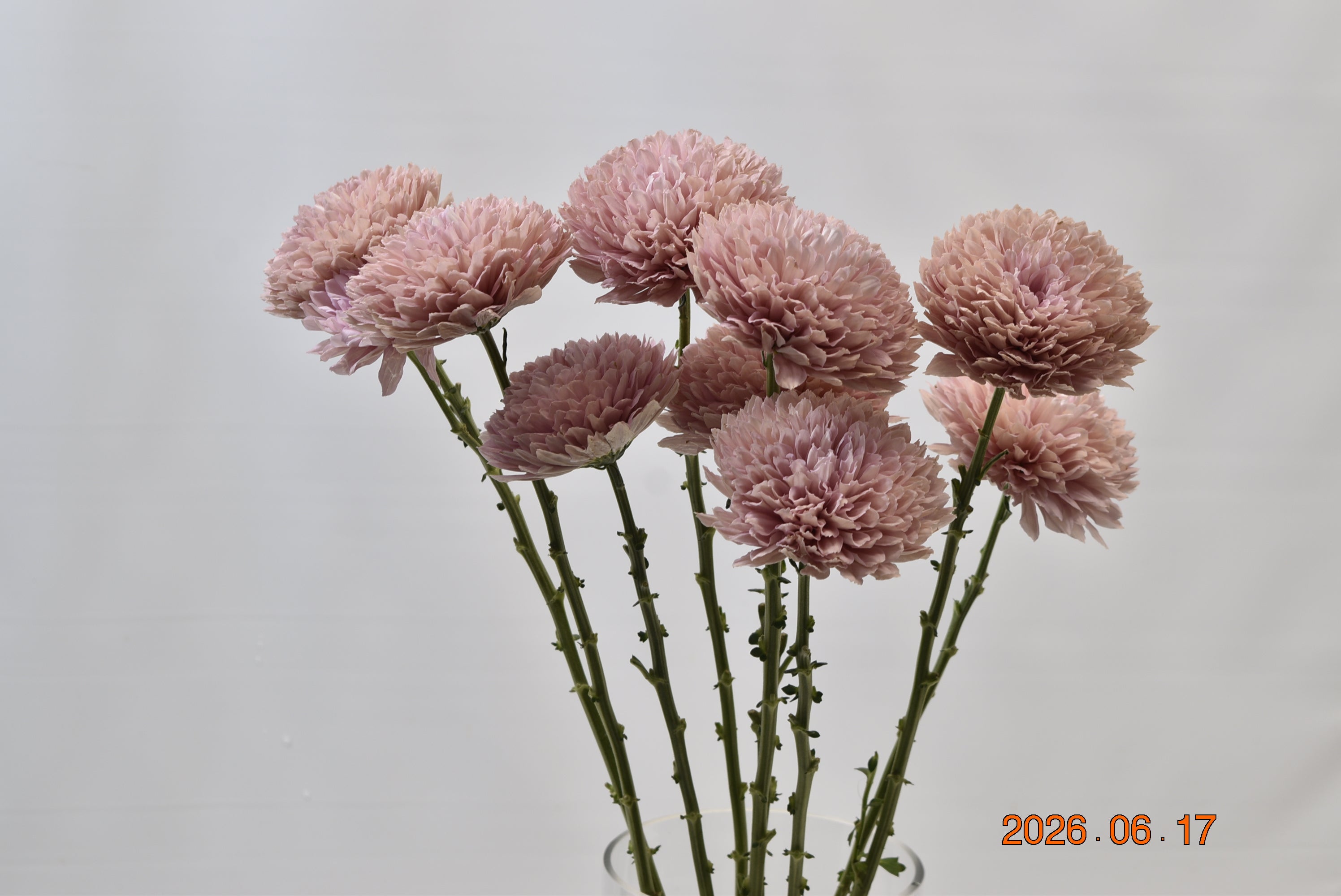 Cremone Boda Small