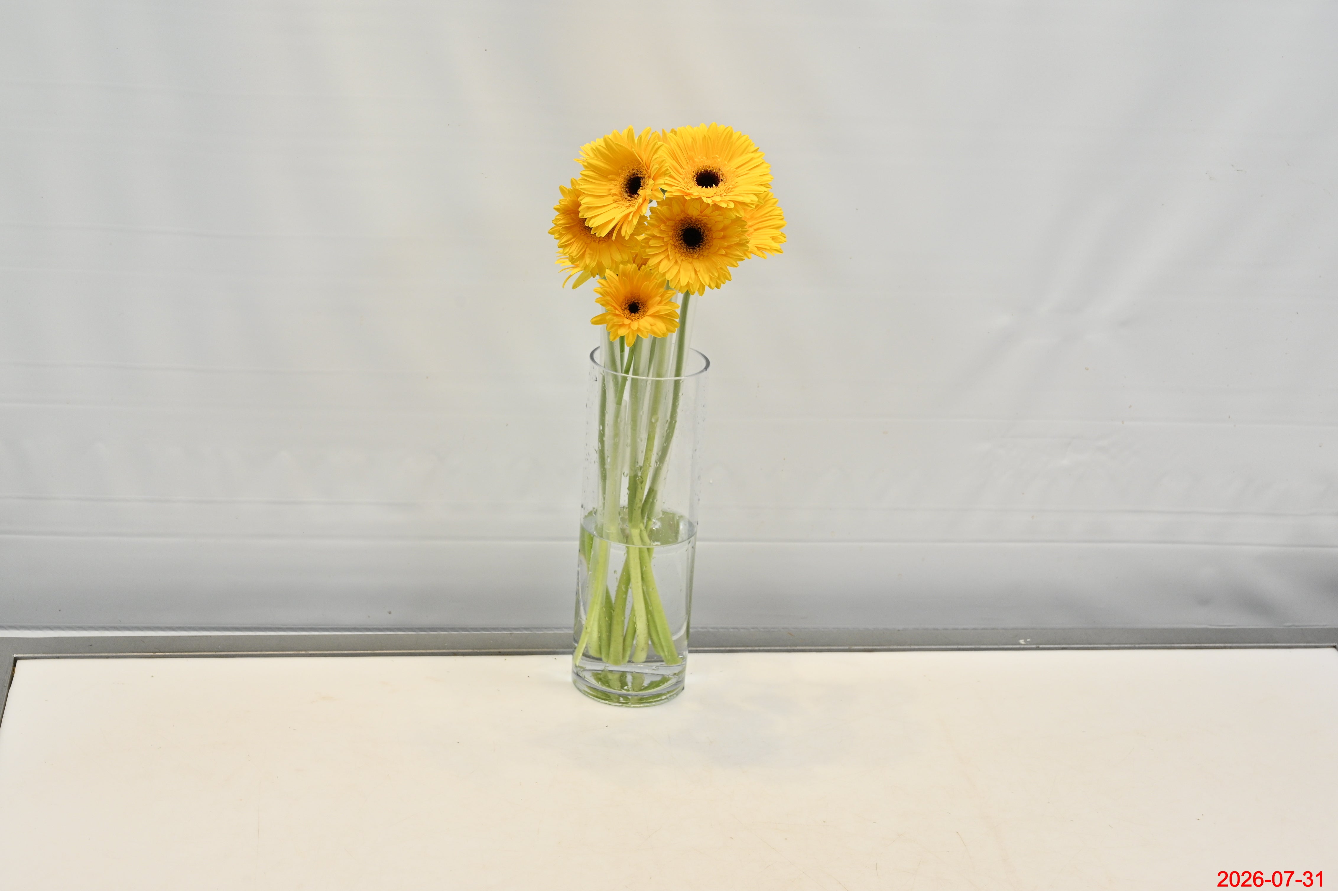 GERBERA MALONE Small