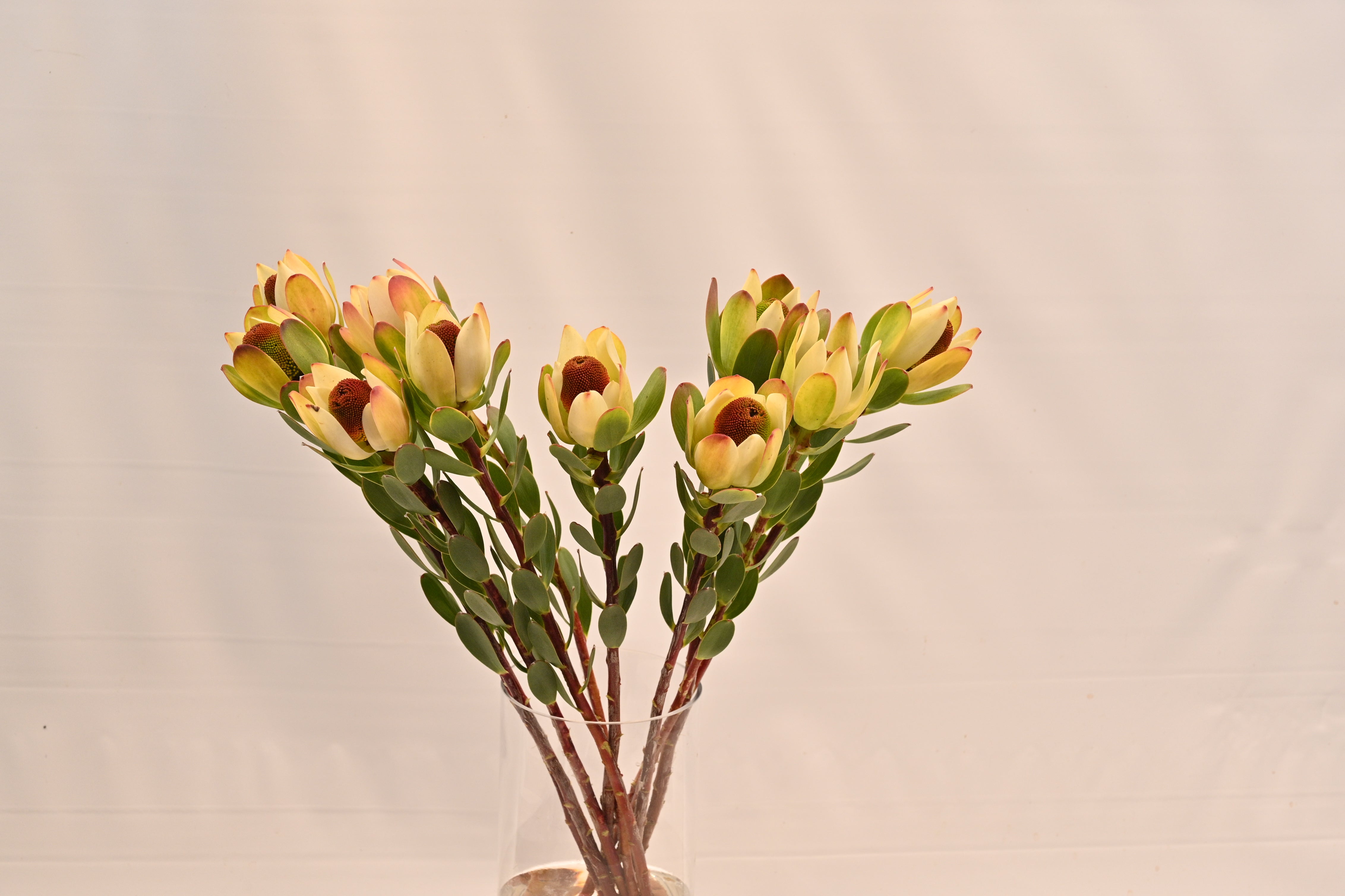 LEUCADENDRON POM POM Small