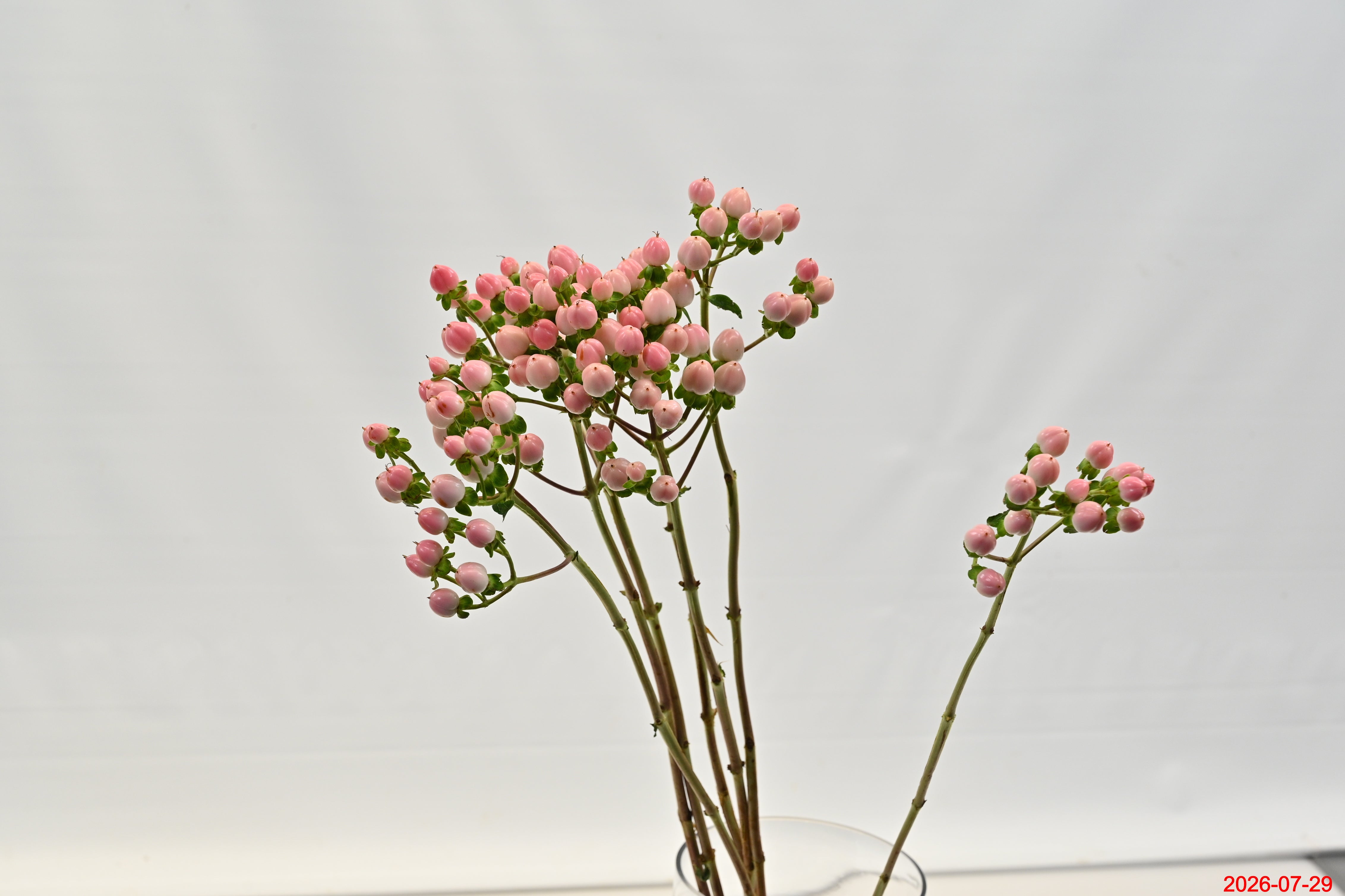 HYPERICUM COCO CASINO Small