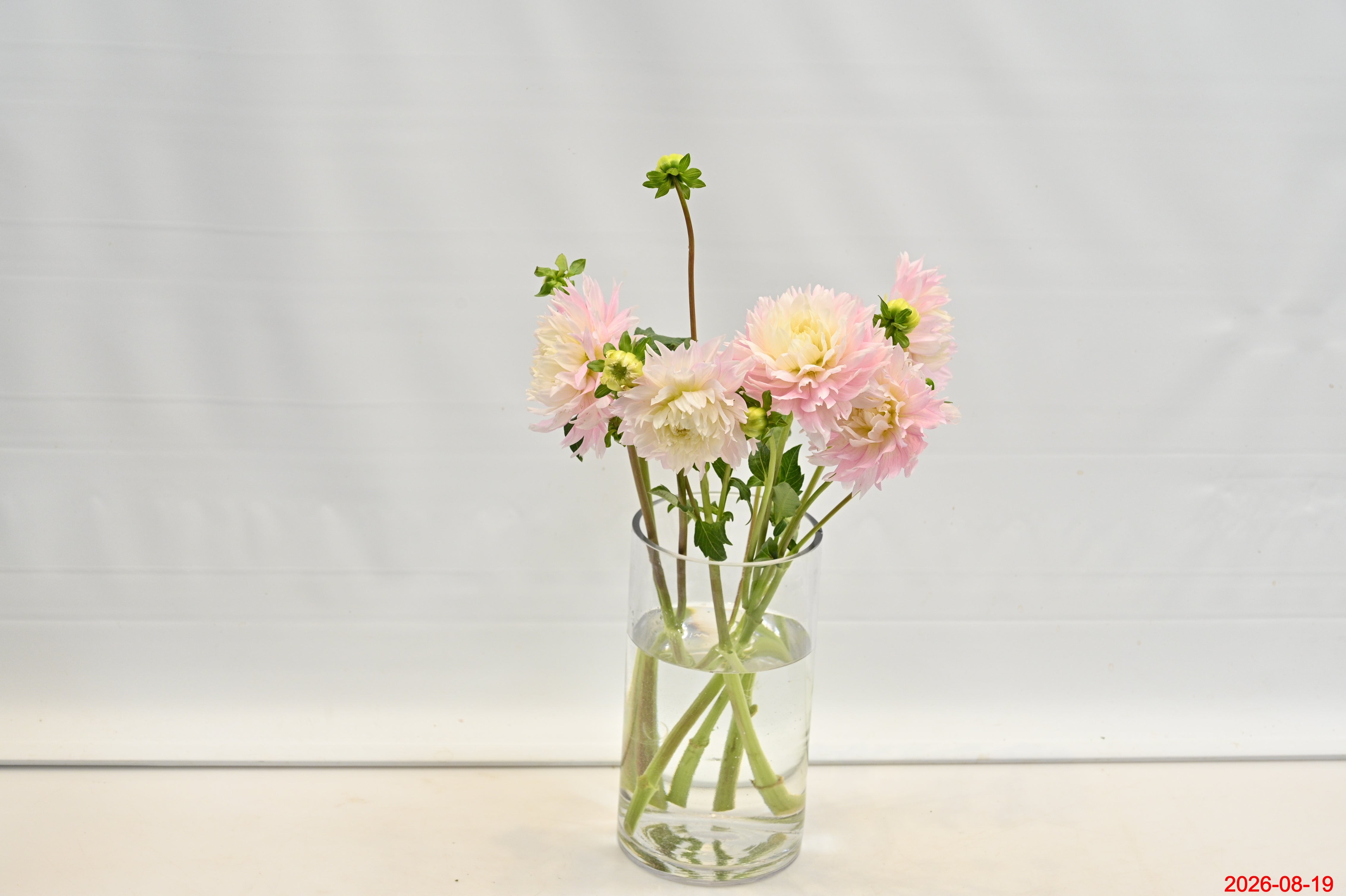 DAHLIA PINK Small