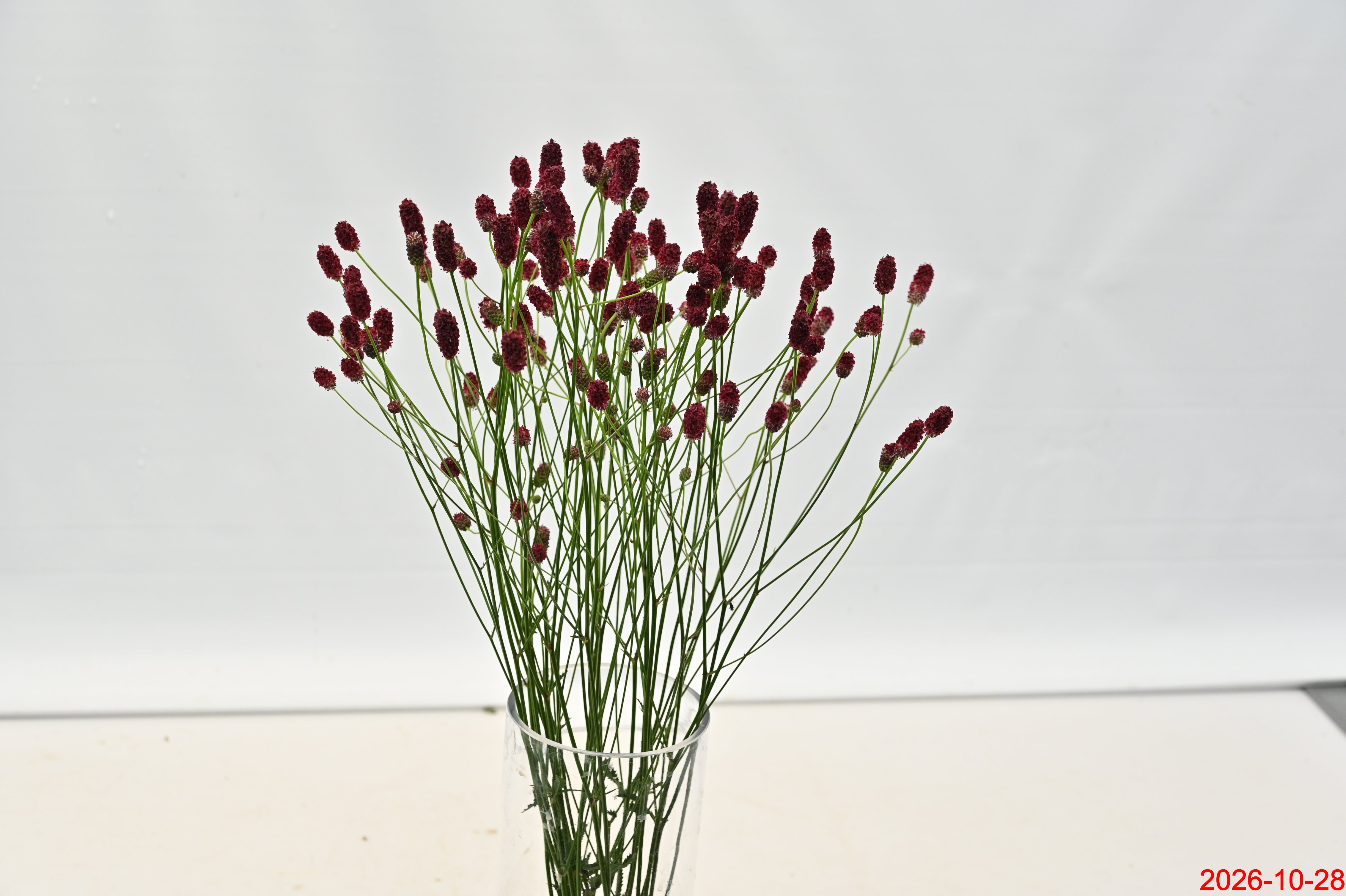 SANGUISORBA RED DREAM Small
