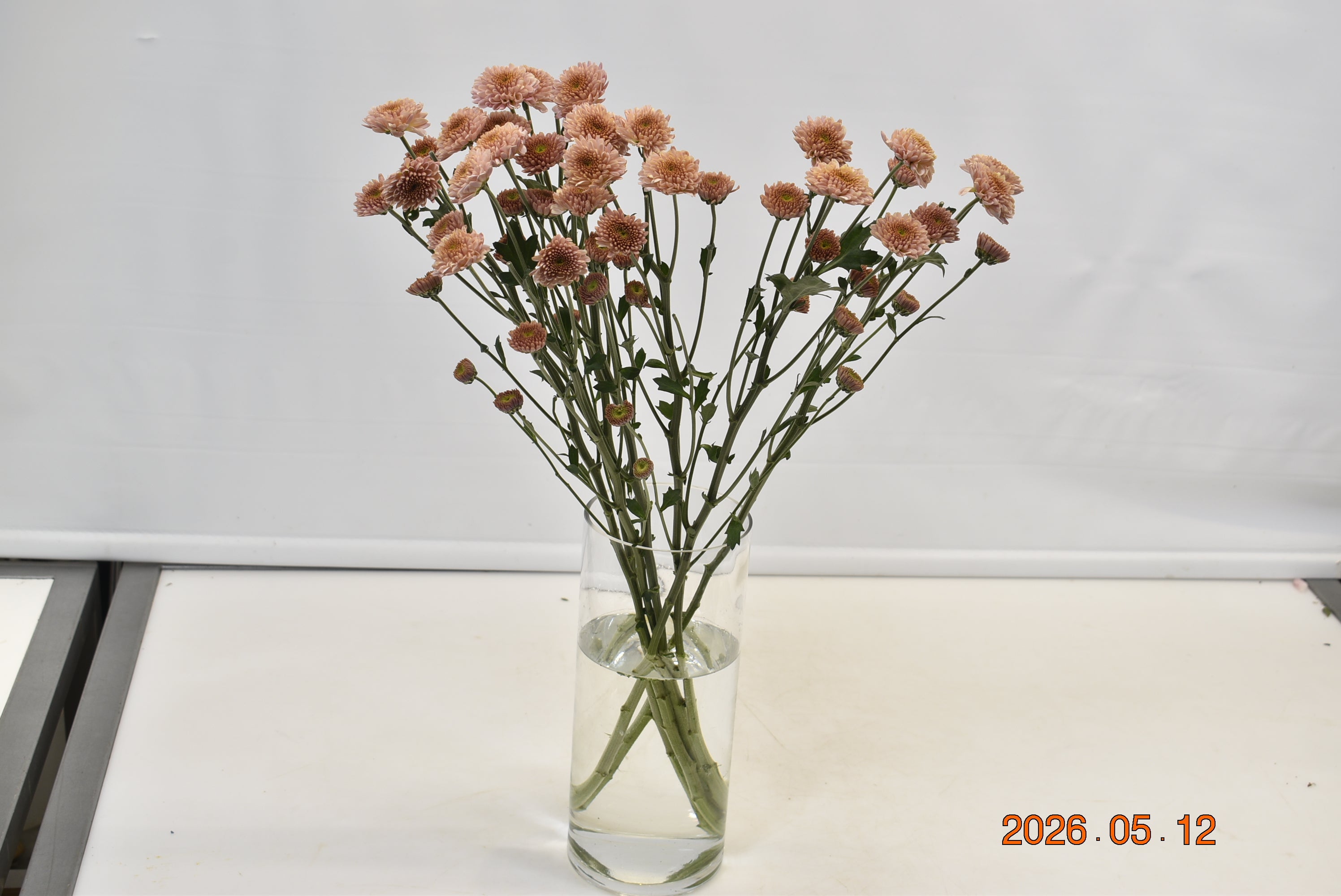 Chrysanthemum Sasaki Salmon Small