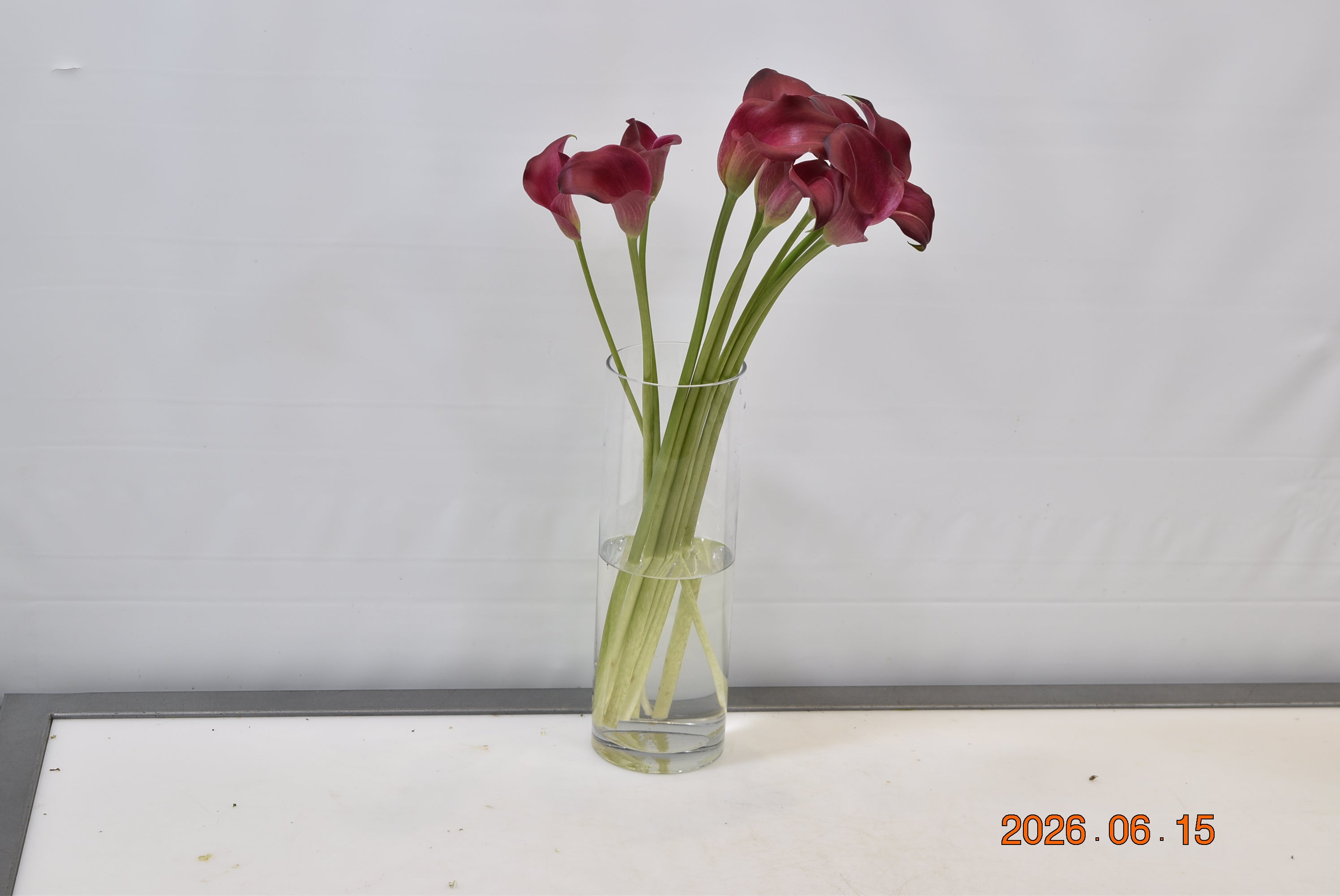 CALLA SM RED WINE Small