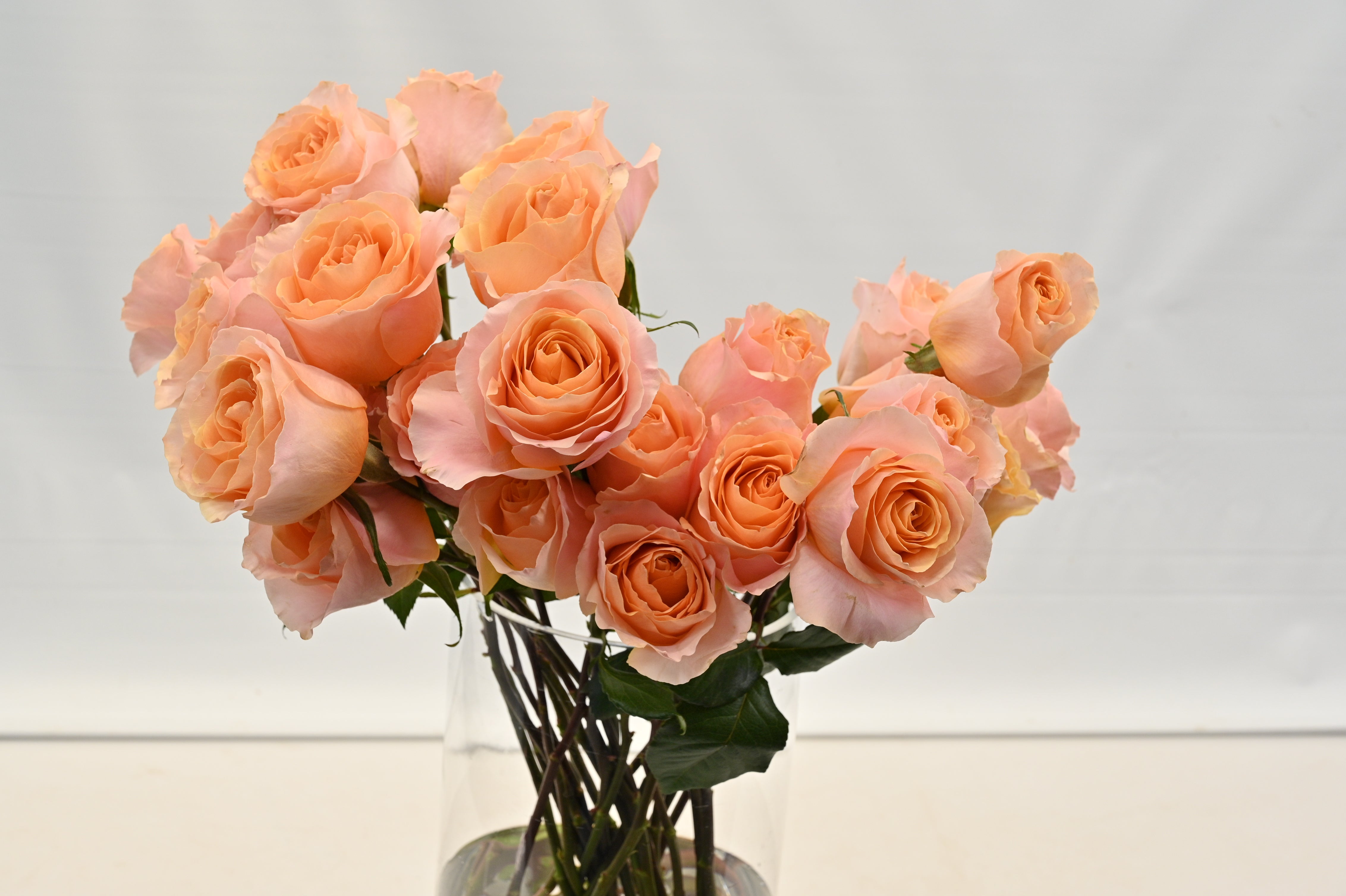 ROSE CAMPANELLA Small