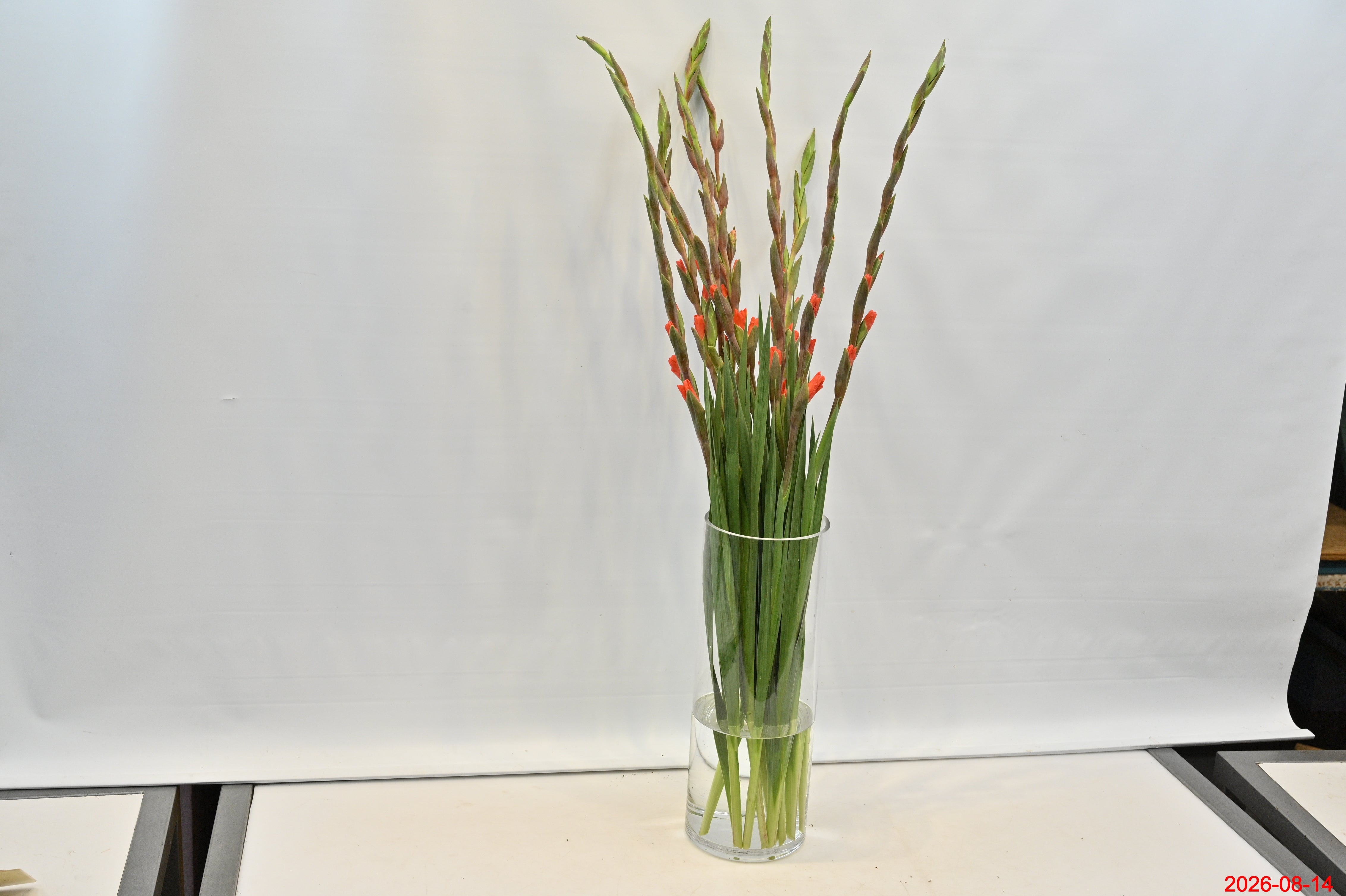 GLADIOLA ORANGE Small