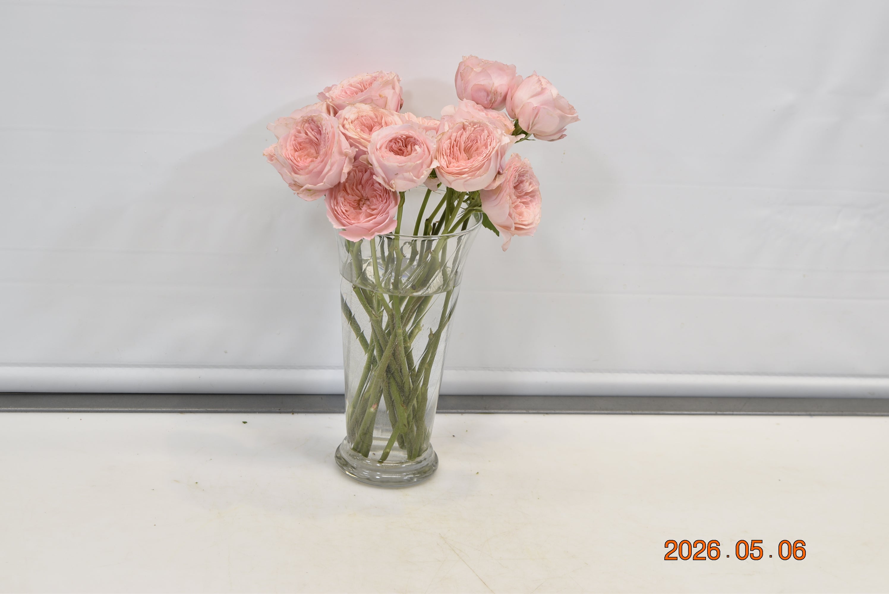 Rose Spray Fibonacci Nautilus Small