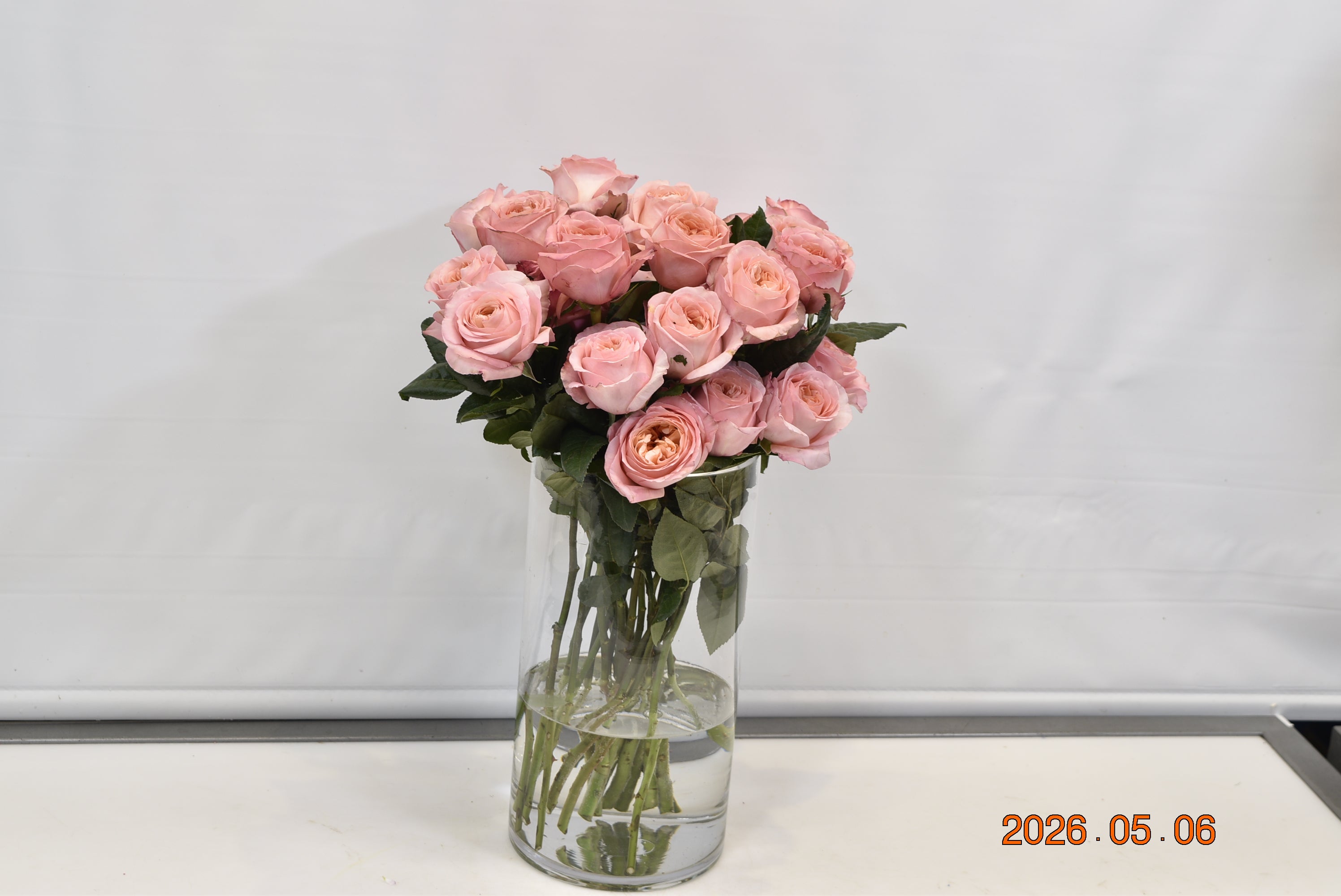 ROSE CAMPANELLA Small