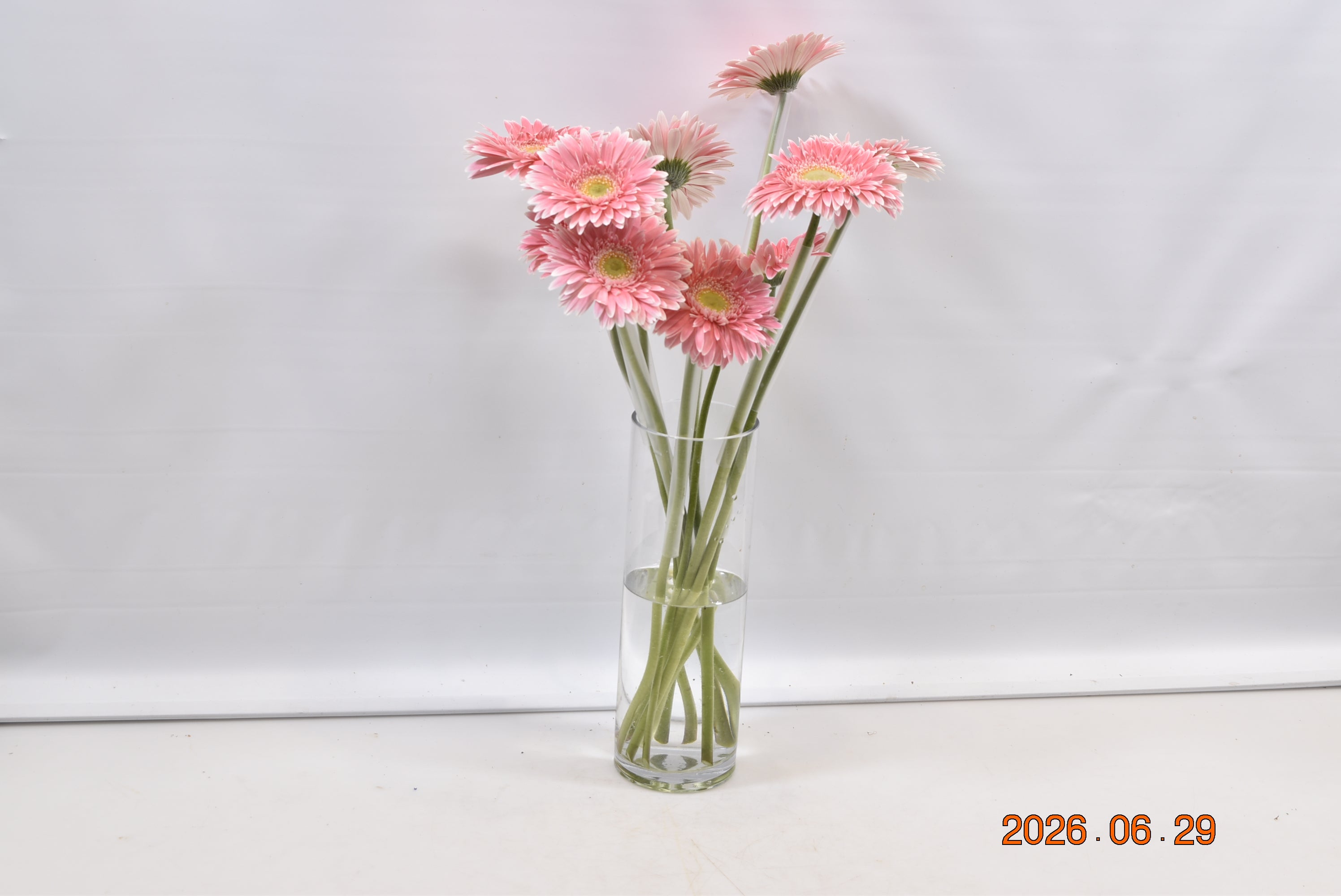 GERBERA SUGARBABE Small