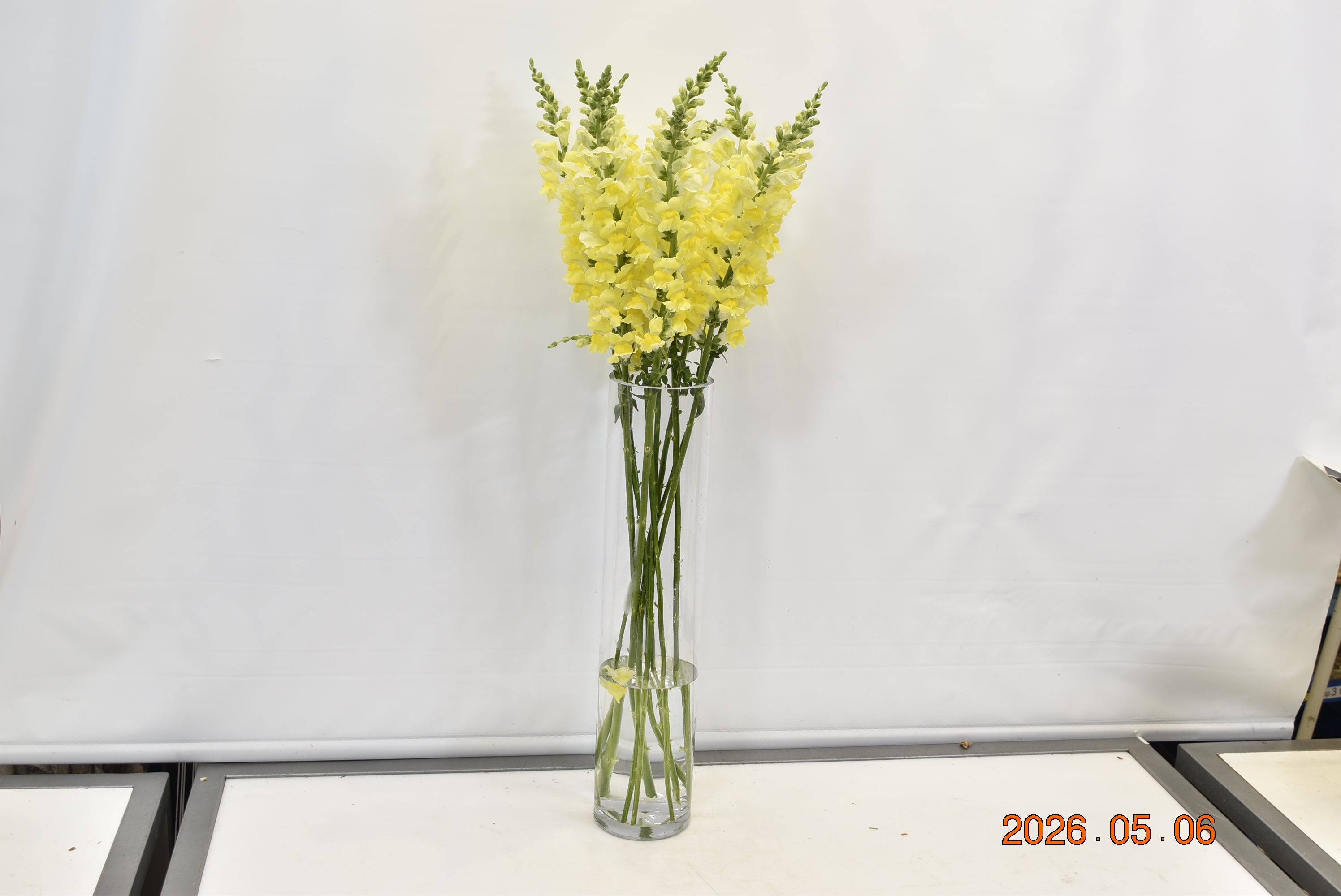 SNAPDRAGON YELLOW LONG Small