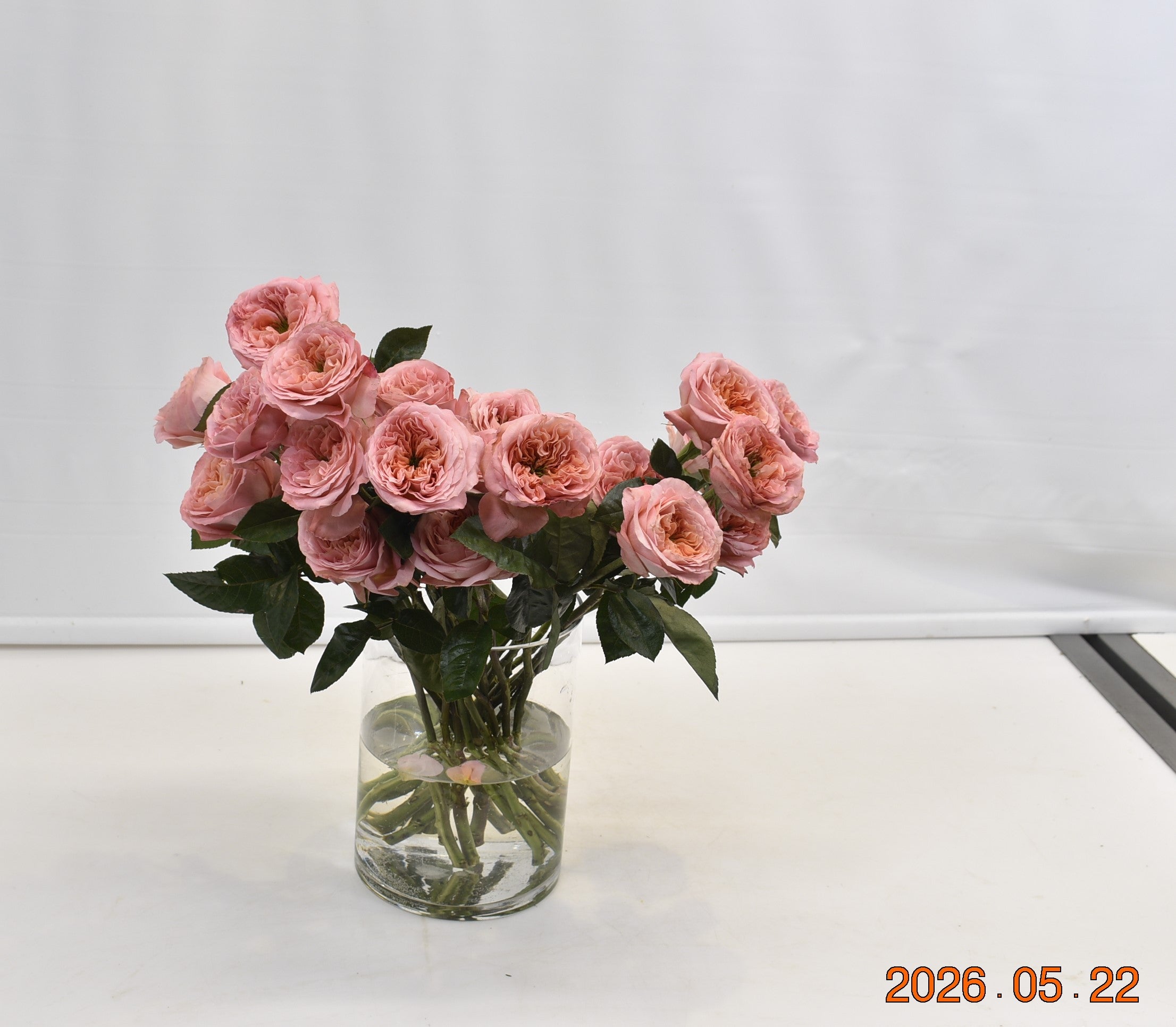 Rose Garden Mandarin X-Pression Small