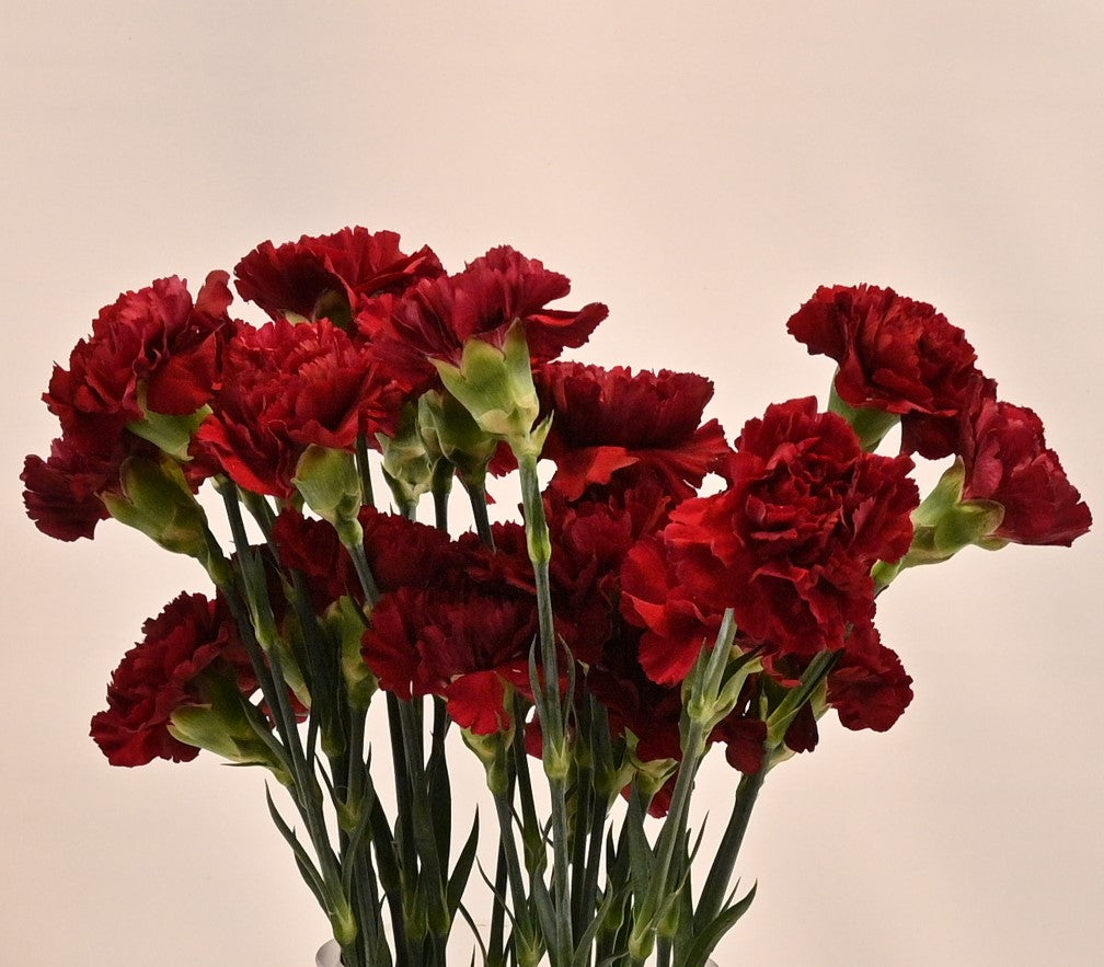 CARNATION BURGUNDY Small