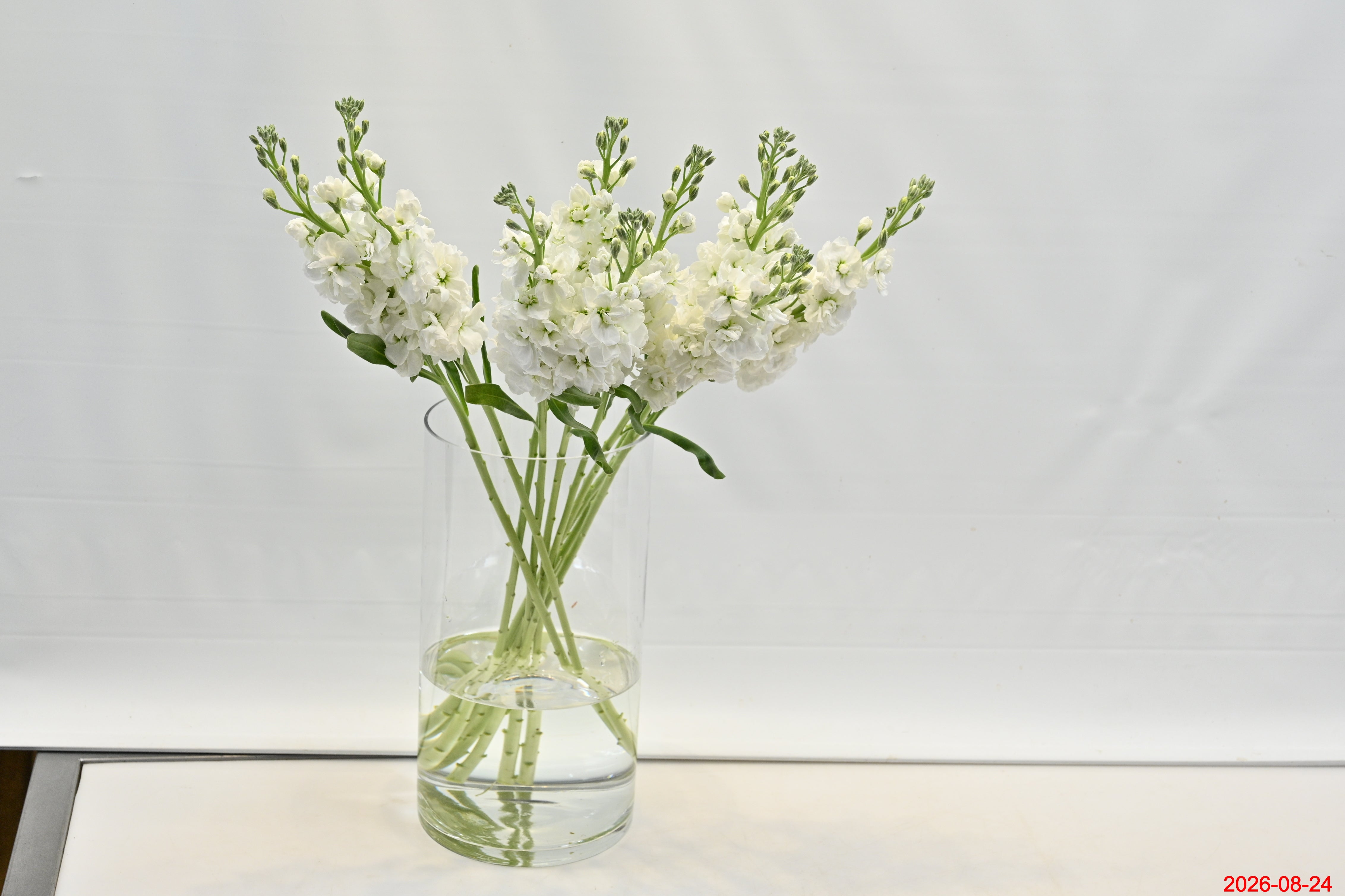 STOCK WHITE Small