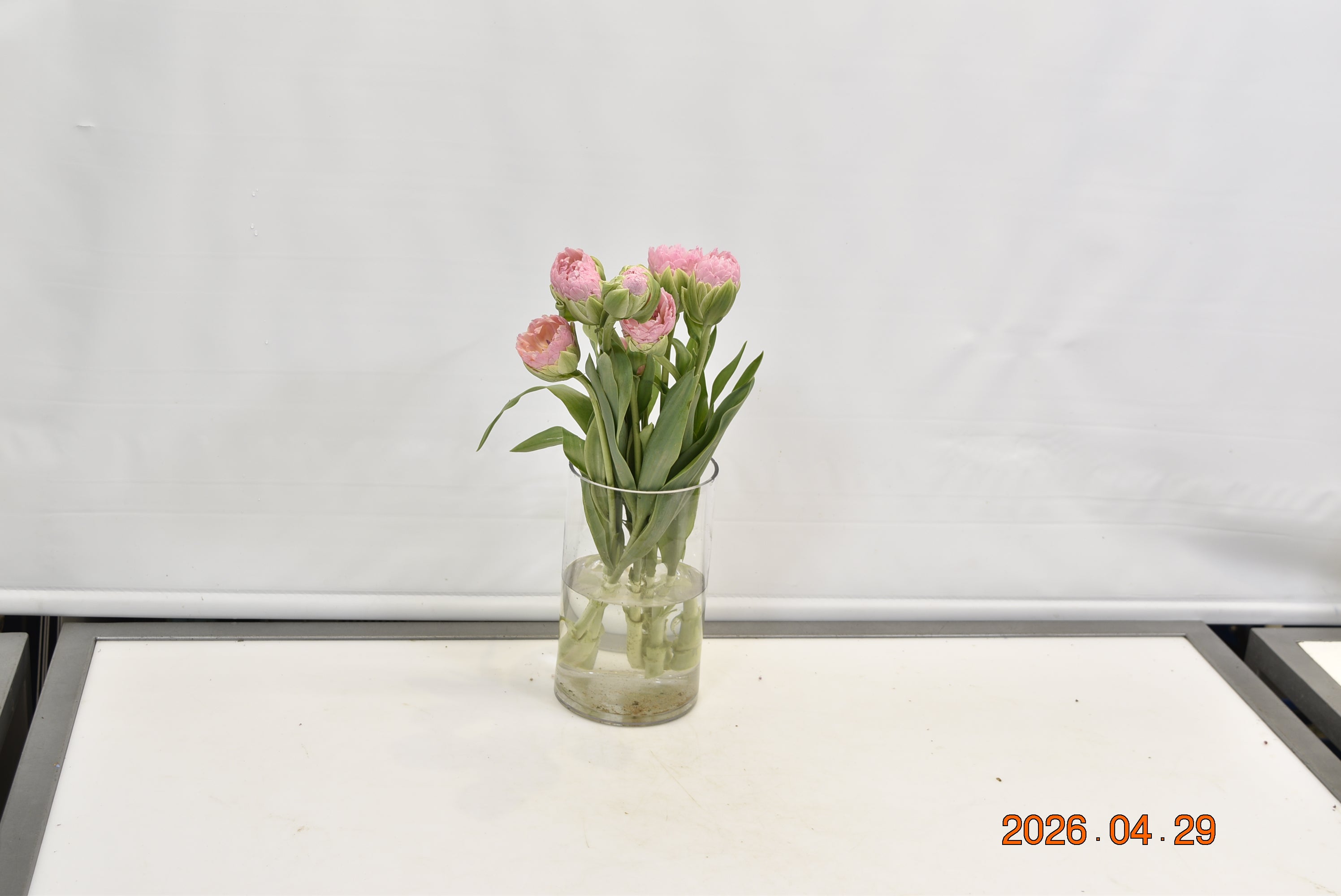 Tulip Dbl Strawberry Cream Small