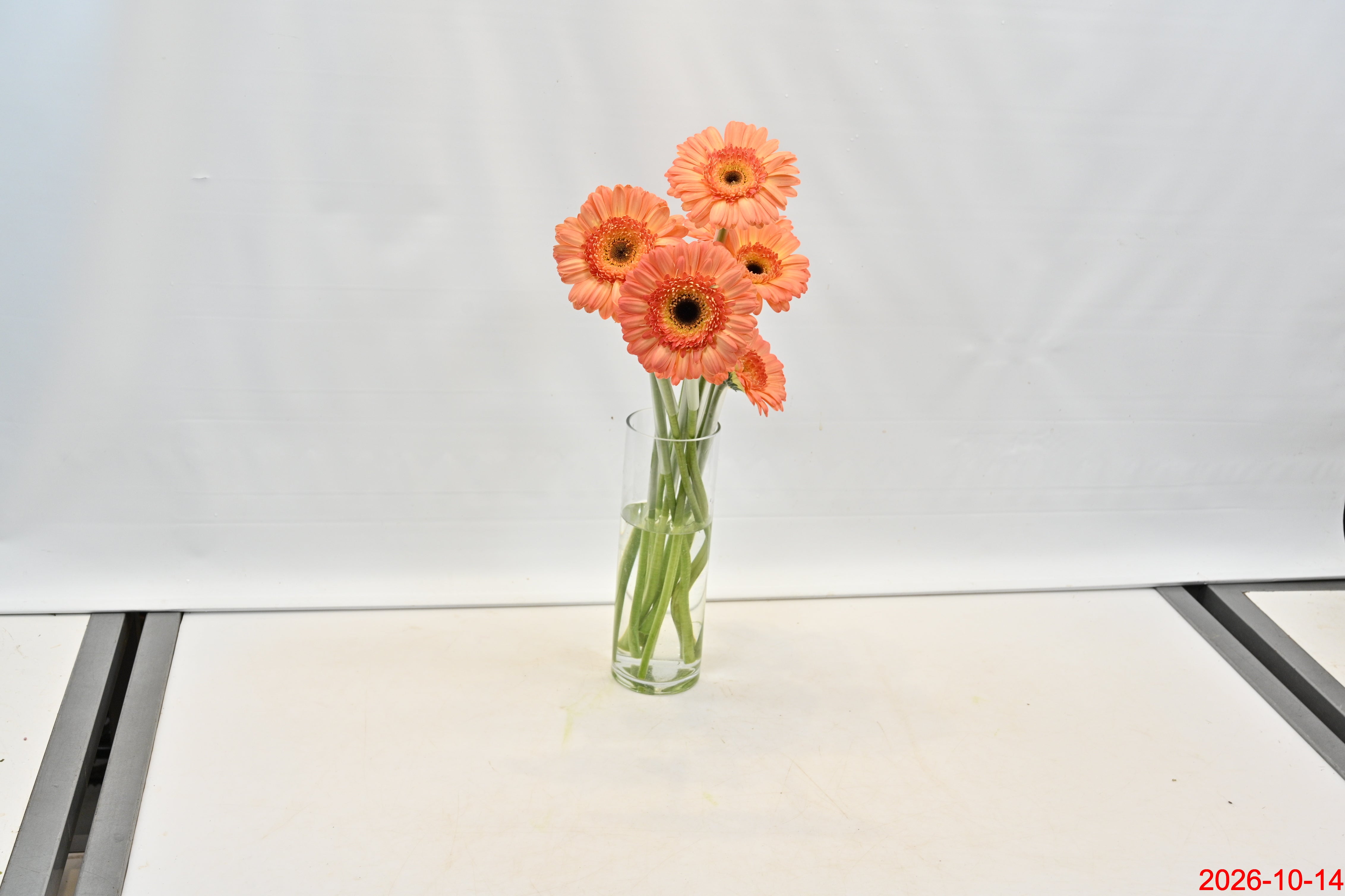 GERBERA DINO Small