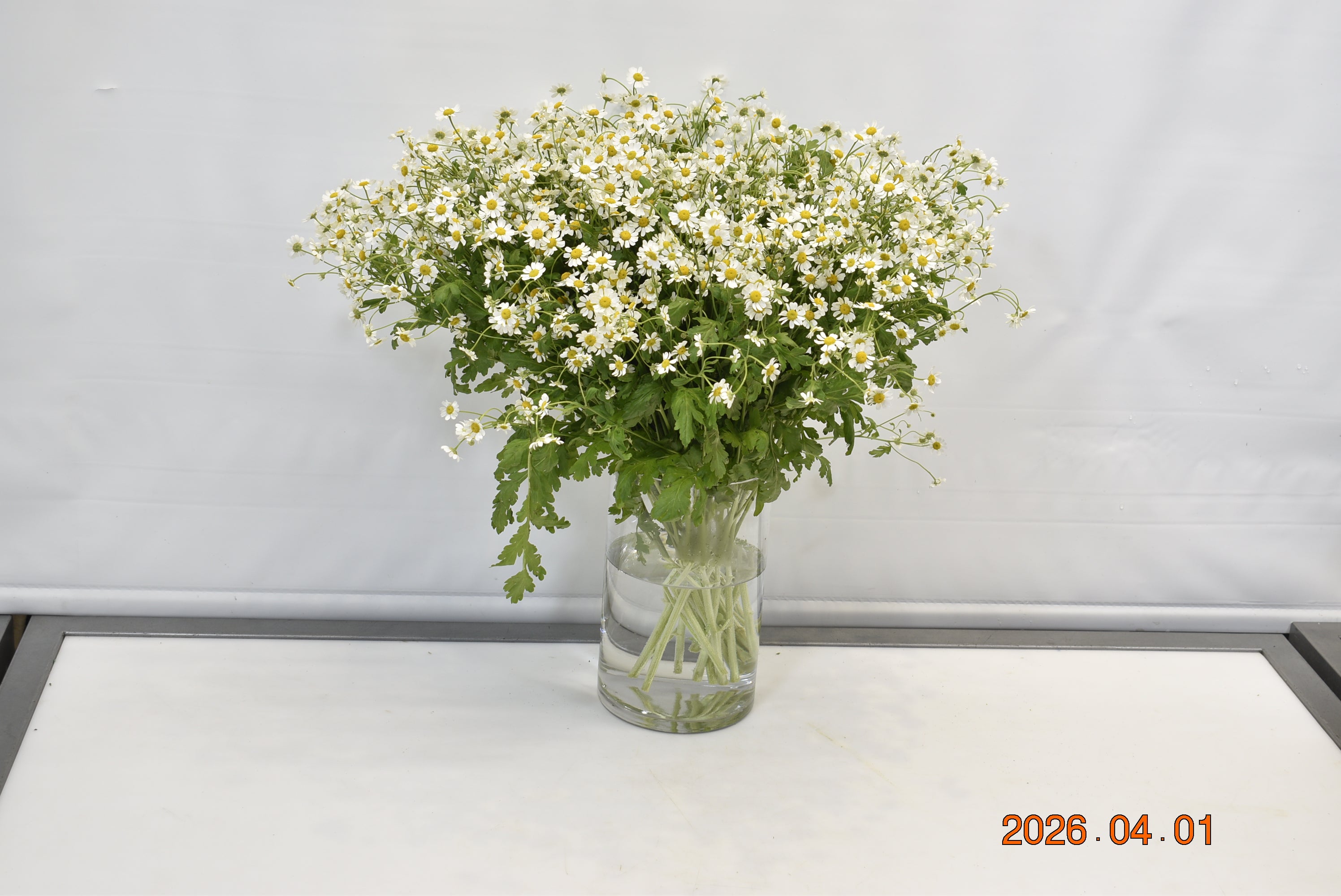 MATRICARIA CAMILLE Small