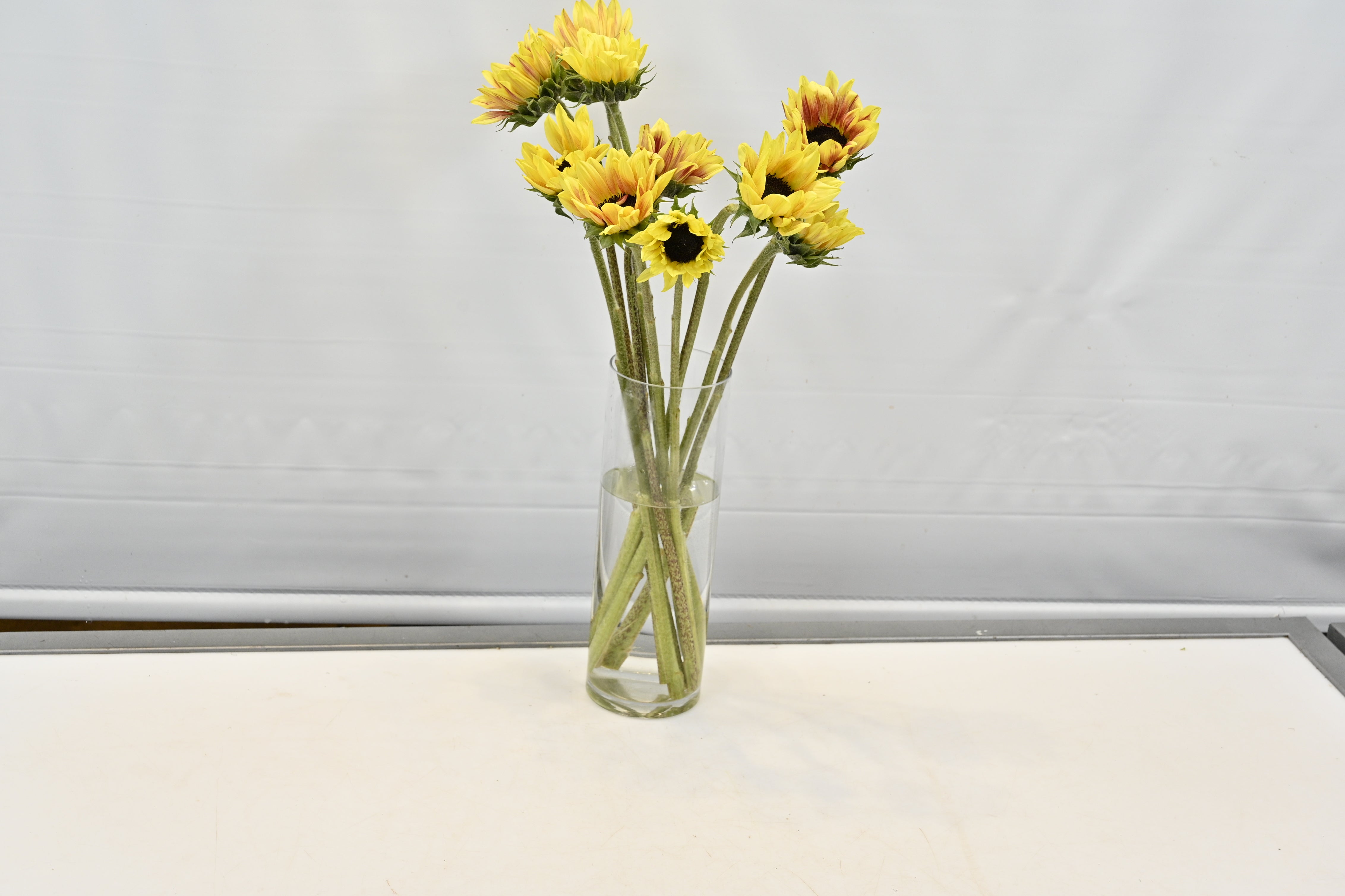 Sunflower Novelty Small