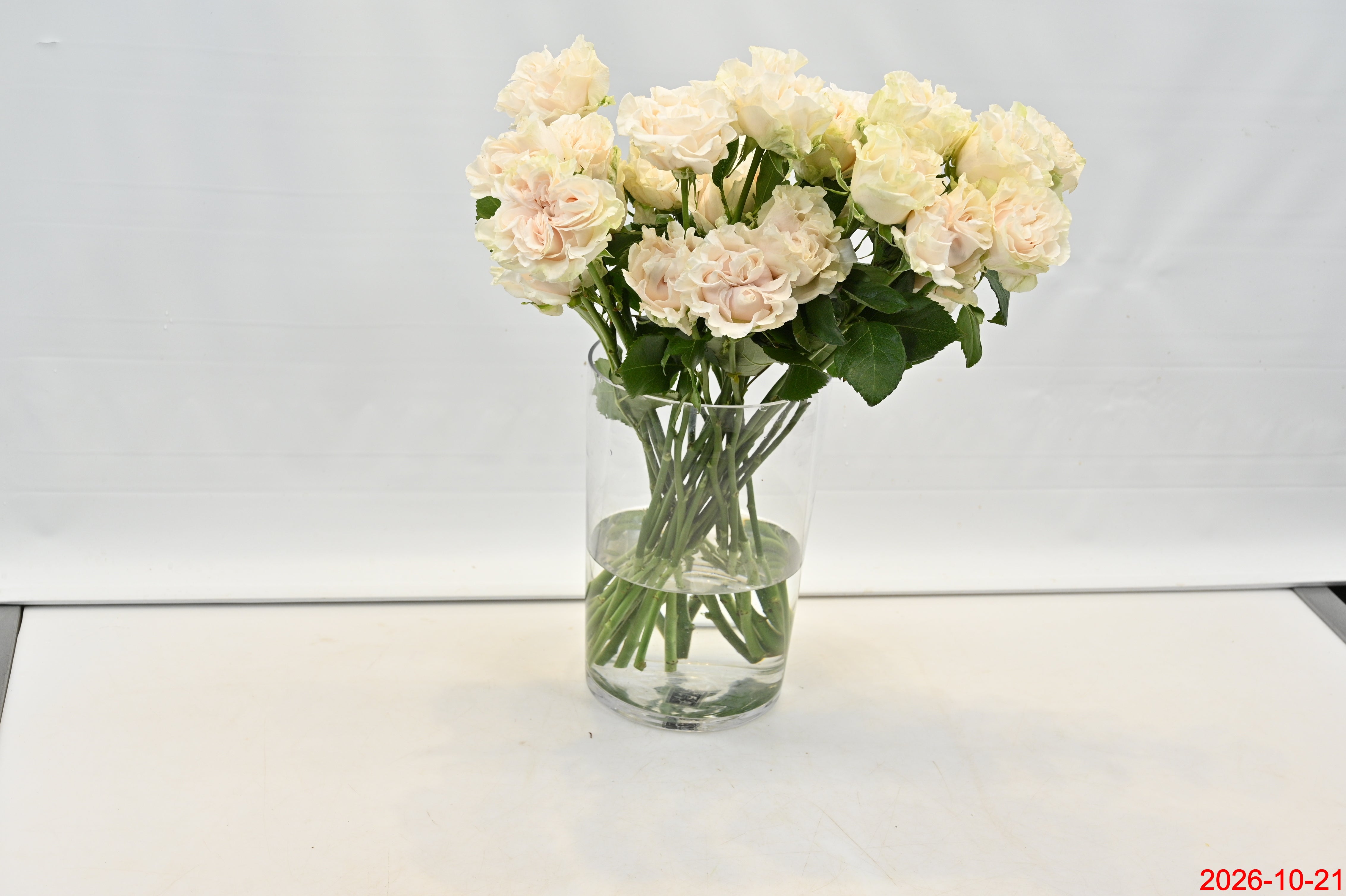 ROSE COTTON XPRESSION Small