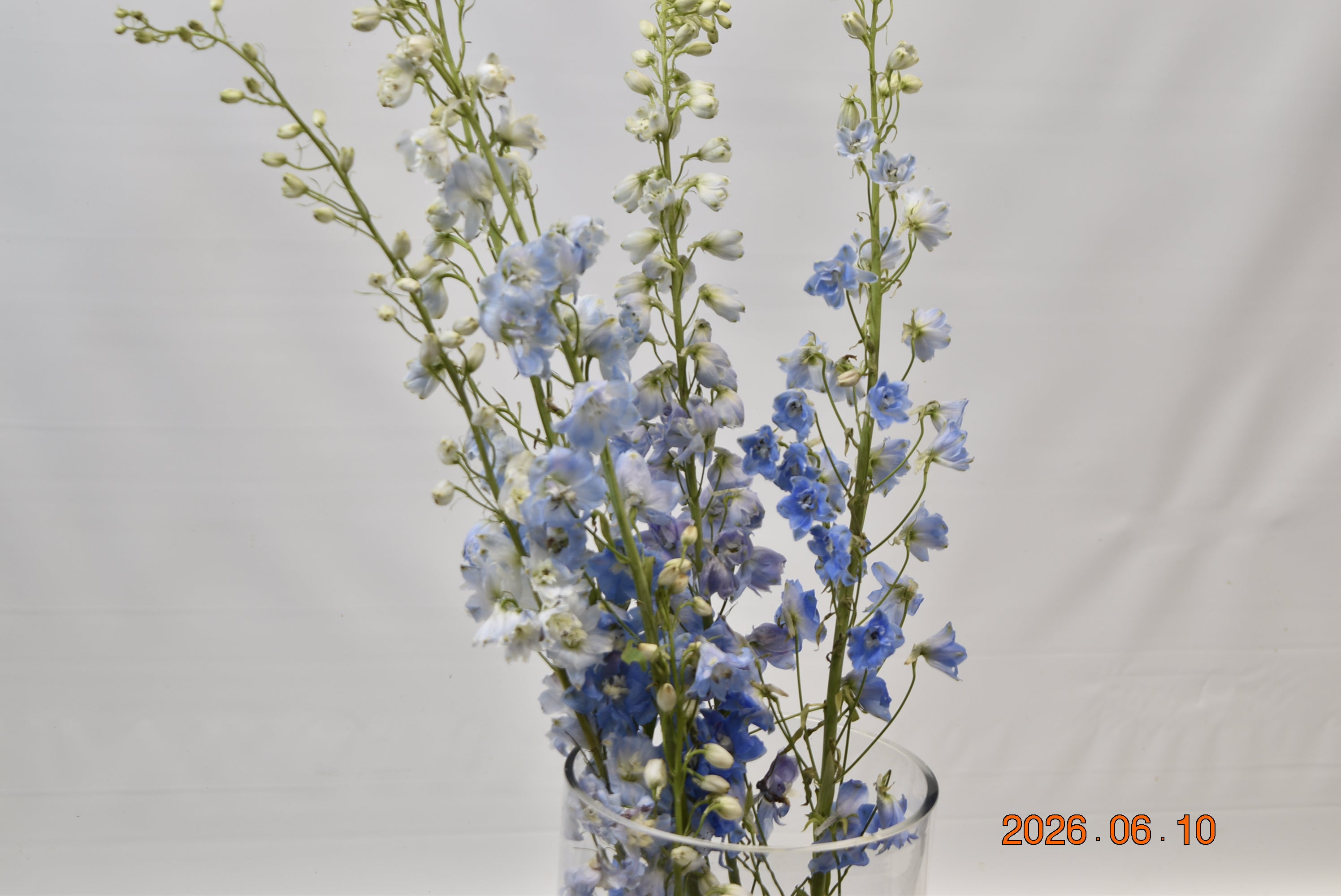 DELPHINIUM D. SKY BLUE Small