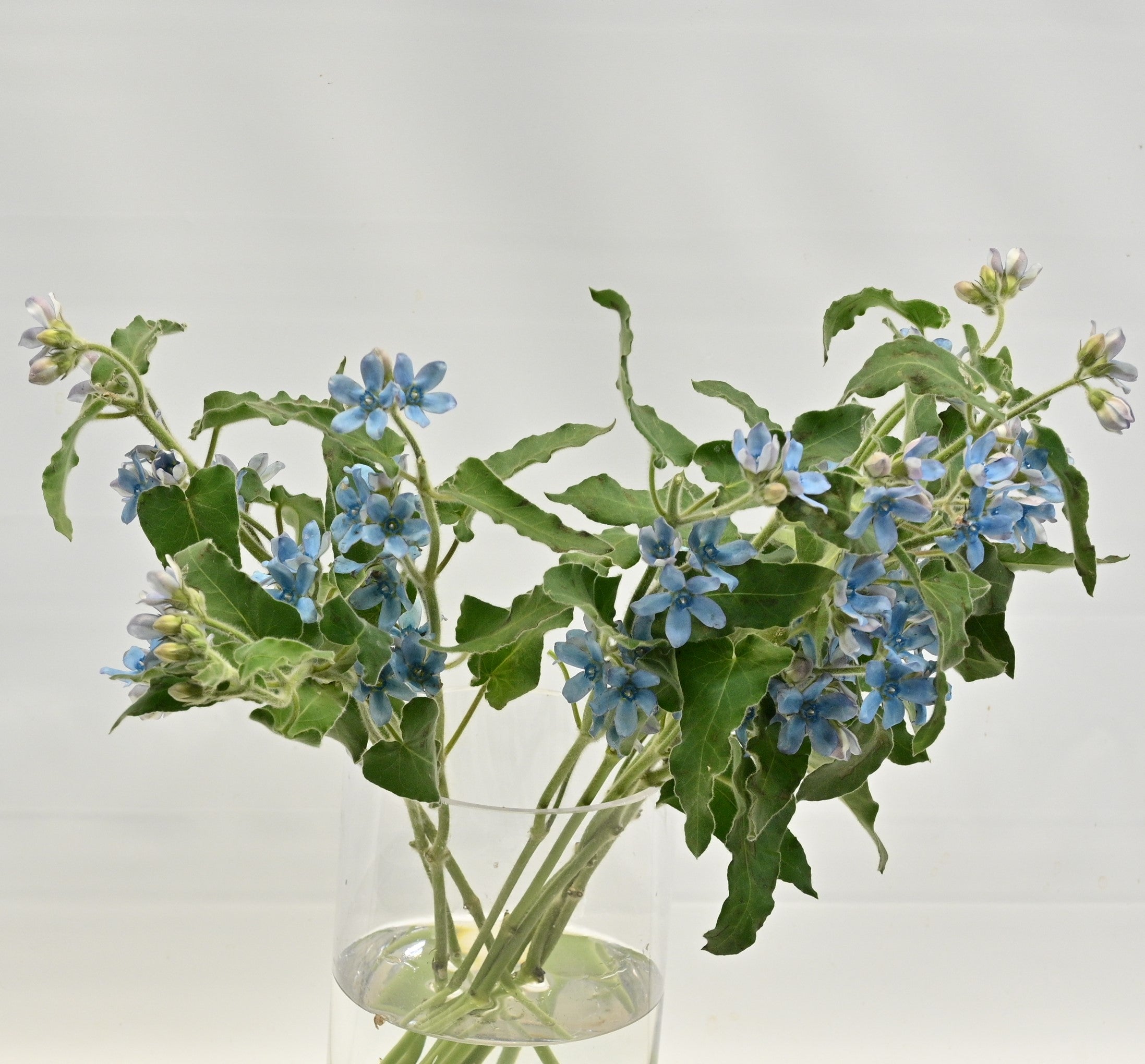 OXYPETALUM PURE BLUE Small