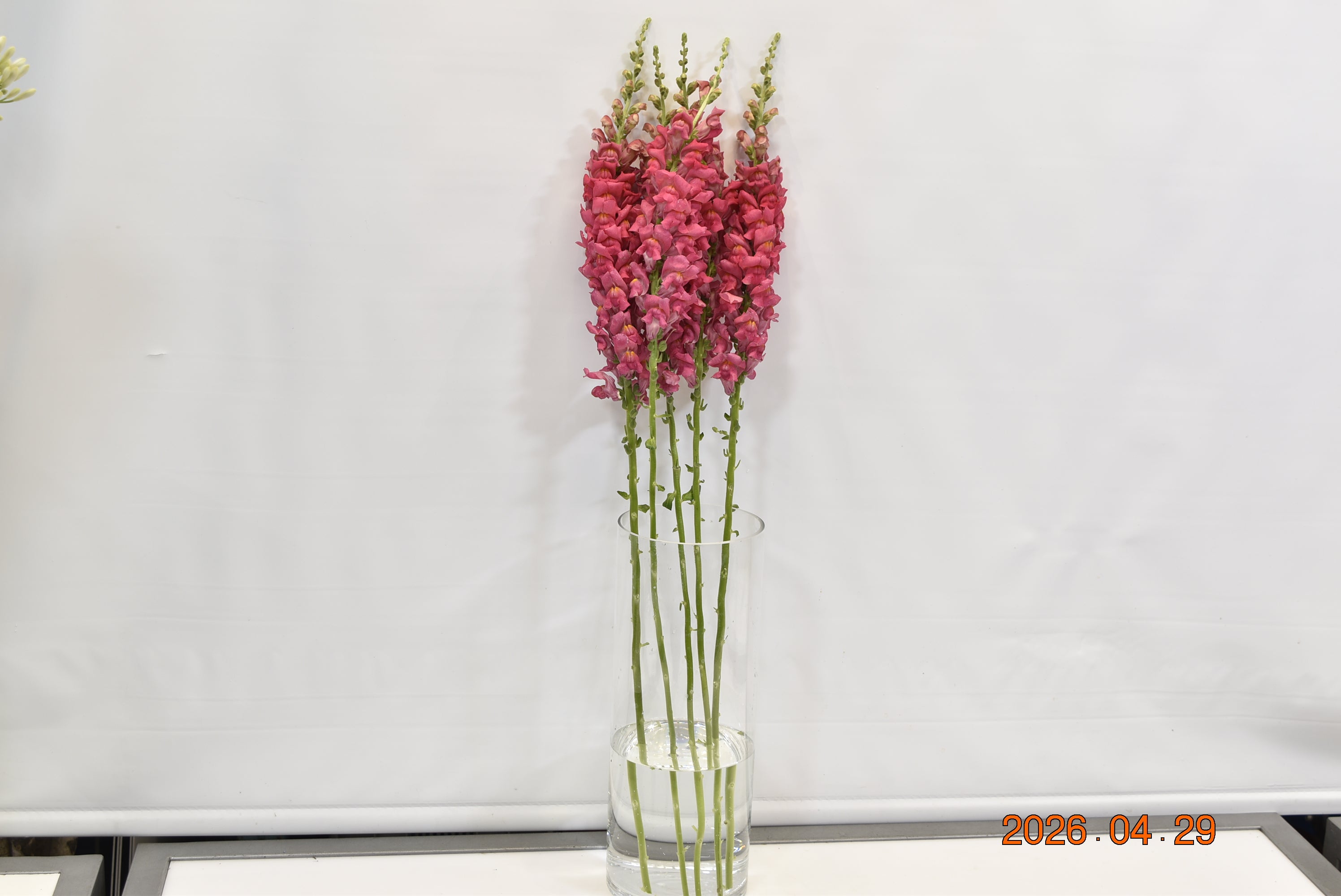 SNAPDRAGON PINK LONG Small