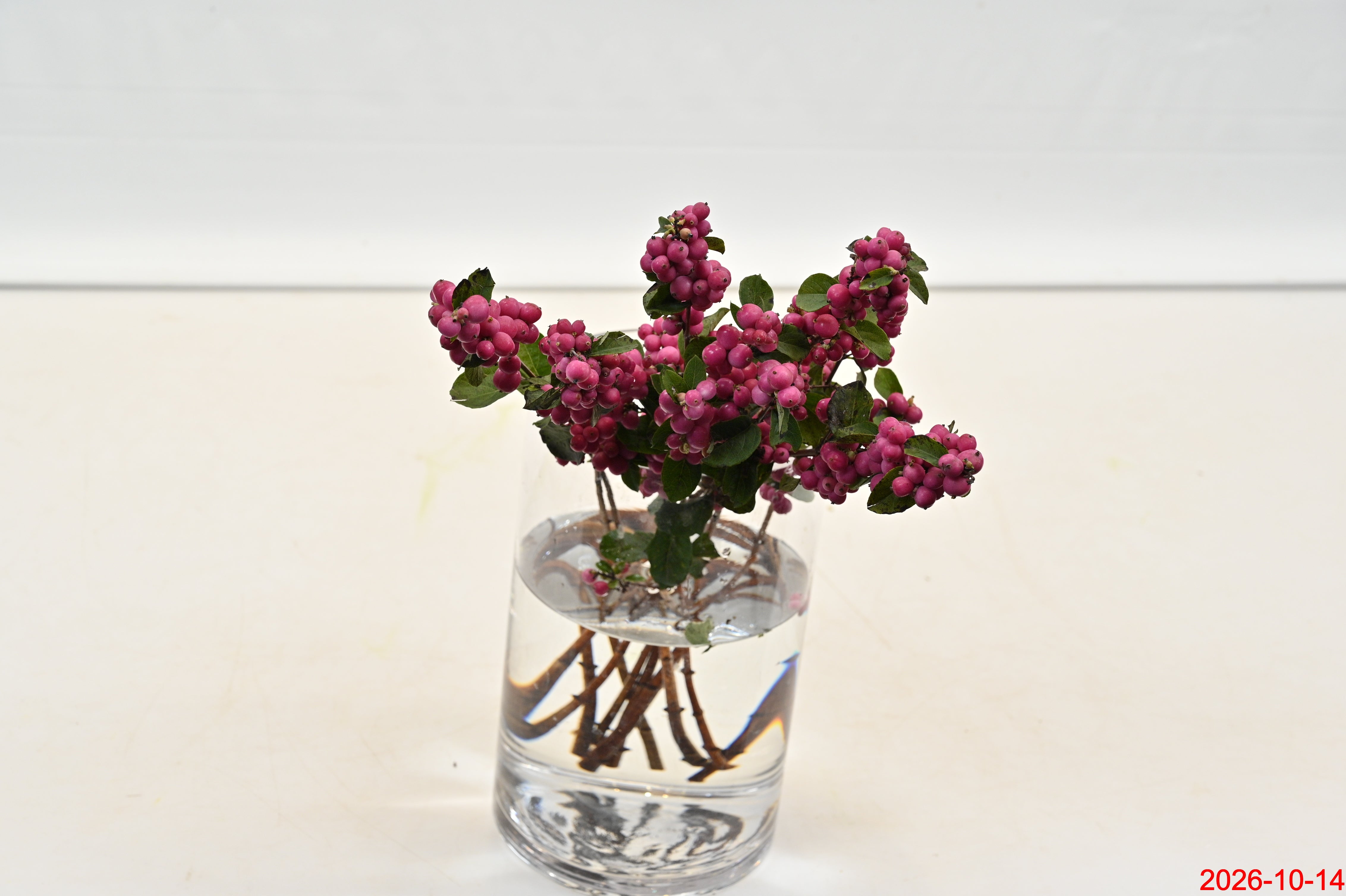 Snowberry Magical Temptation Small