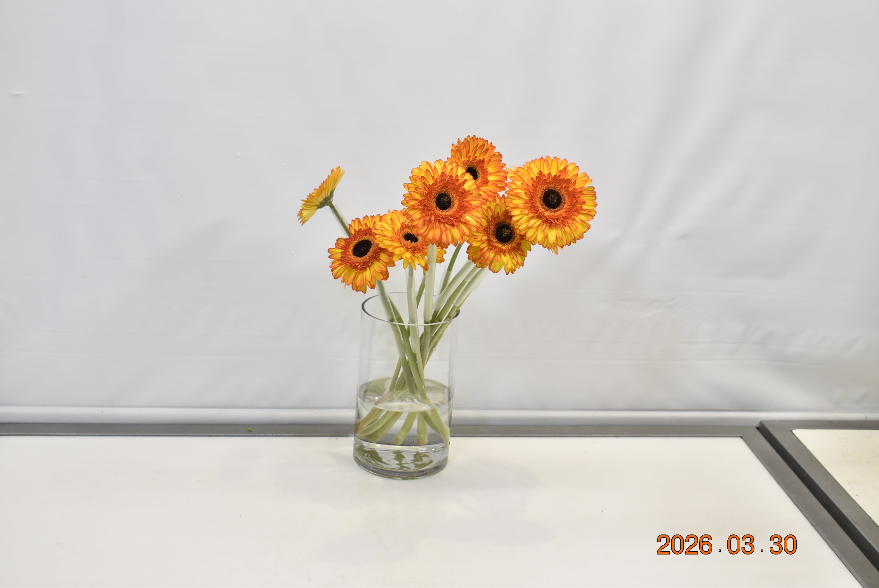 GERBERA SPOTLIGHT Small