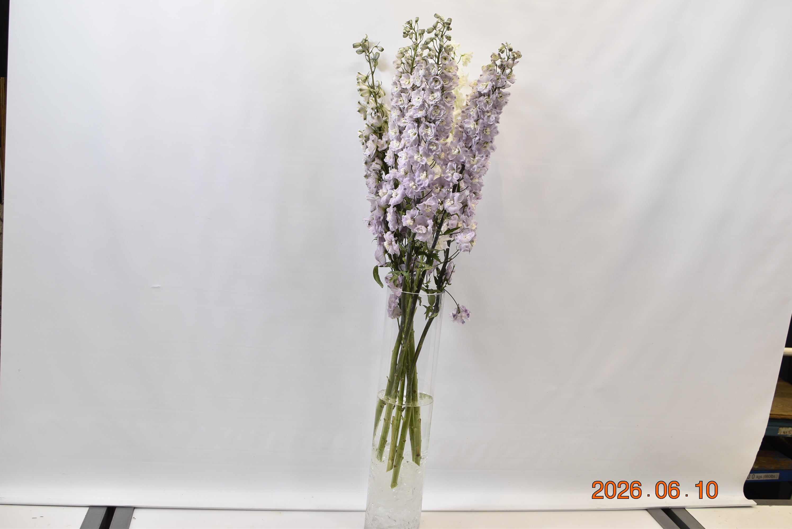Delphinium Summer Skies Small