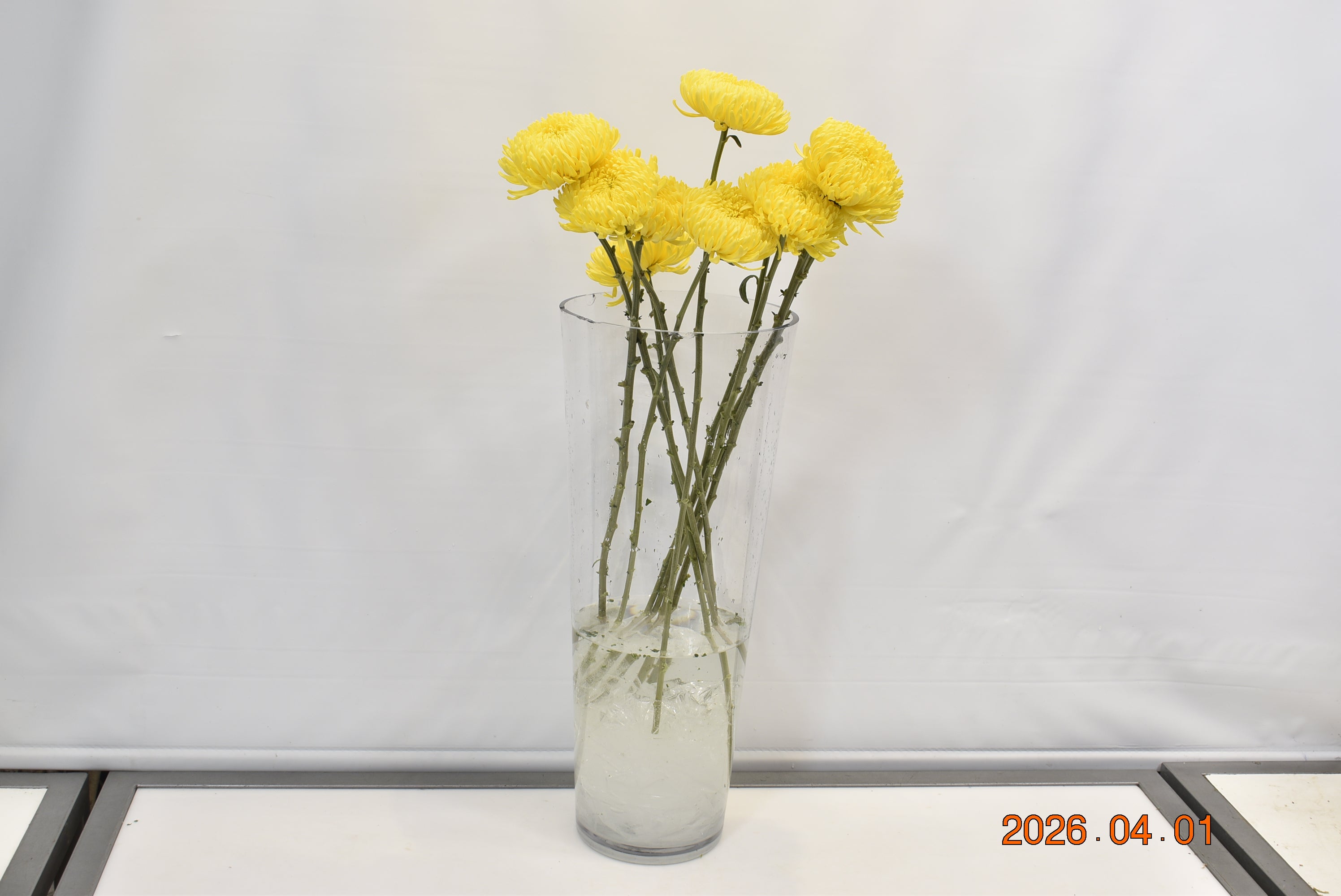 CHRYSANTHEMUM ASTEROID YELLOW Small