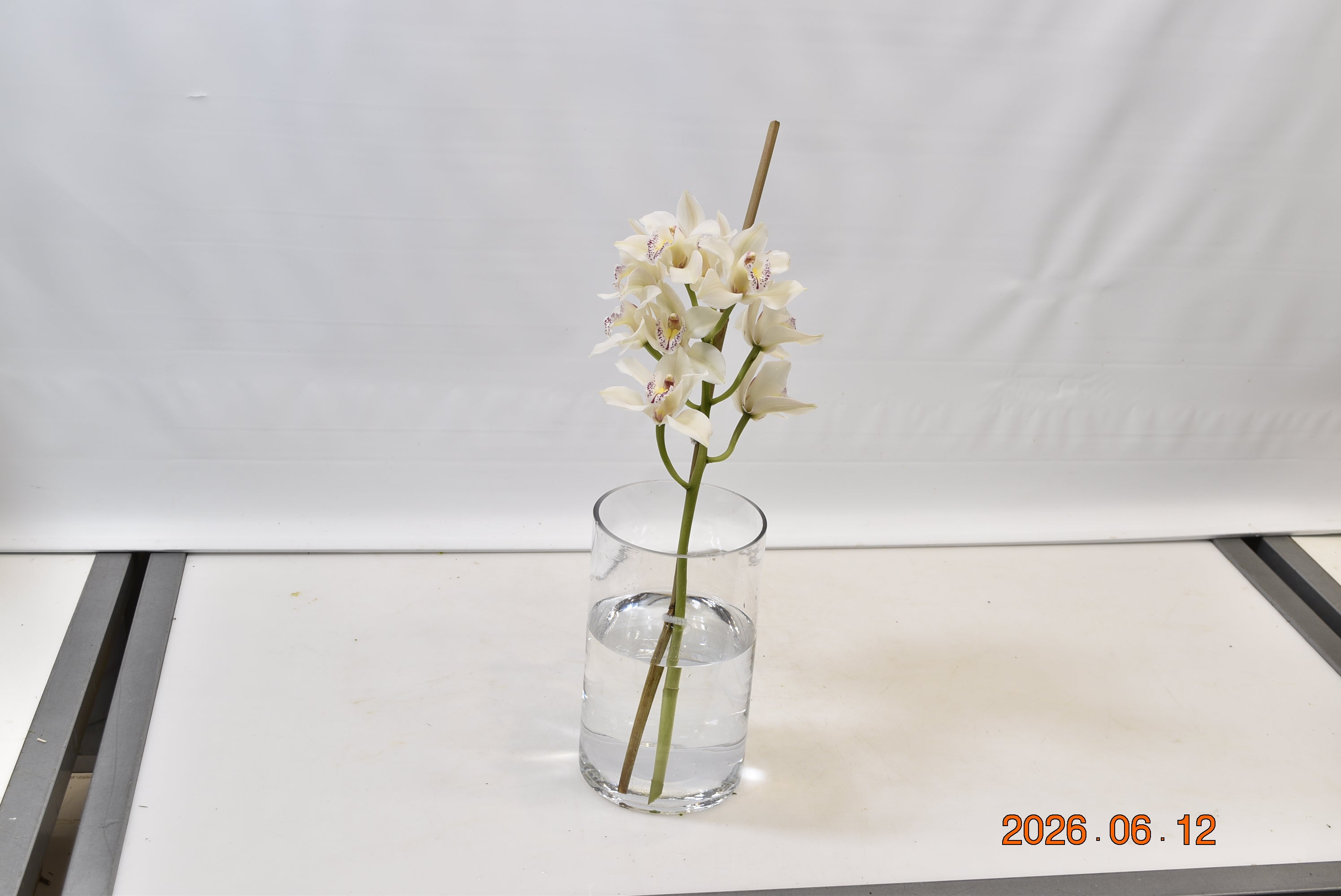 CYMBIDIUM WHITE PER BLOOM Small