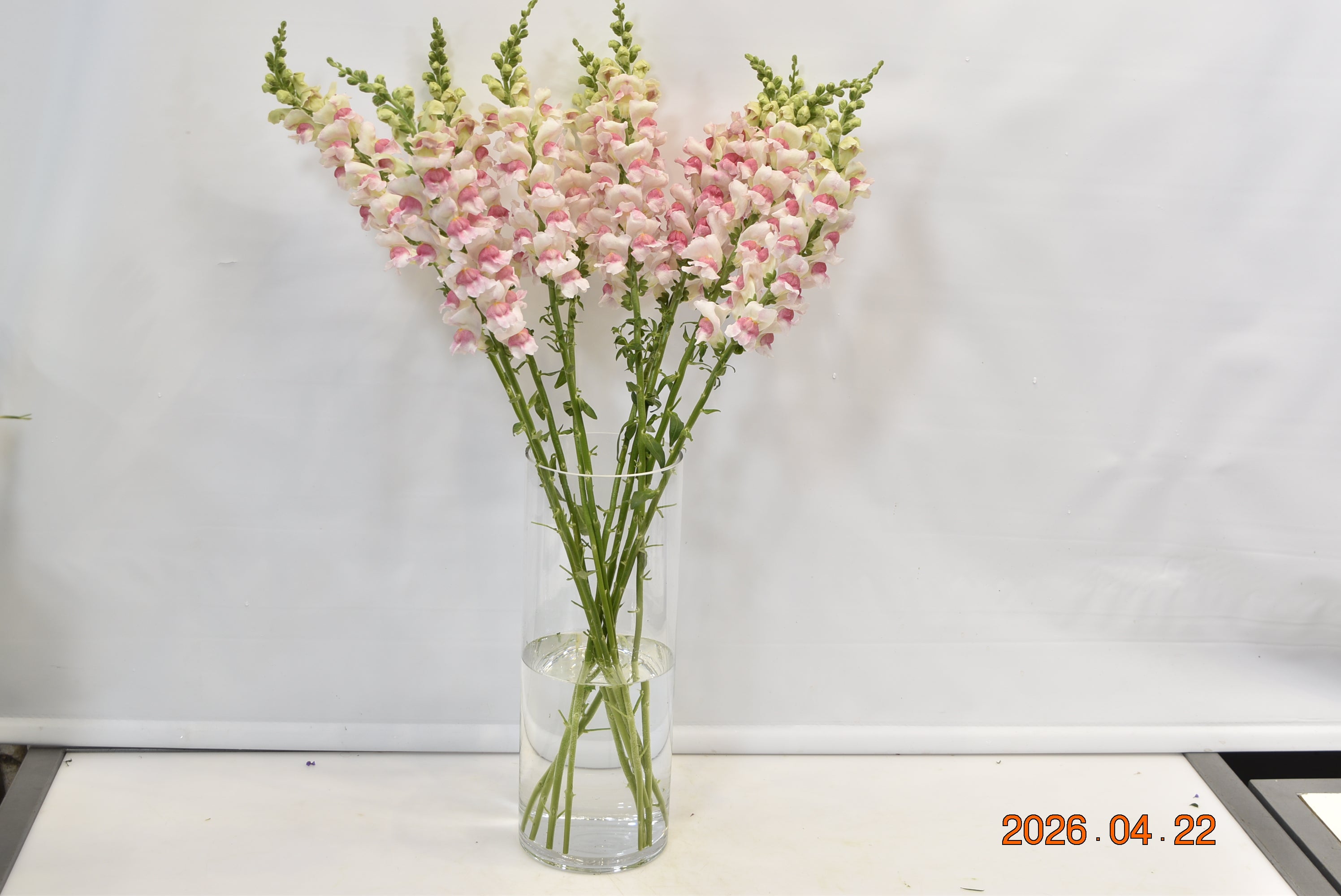 SNAPDRAGON APPLE BLOSSOM Small