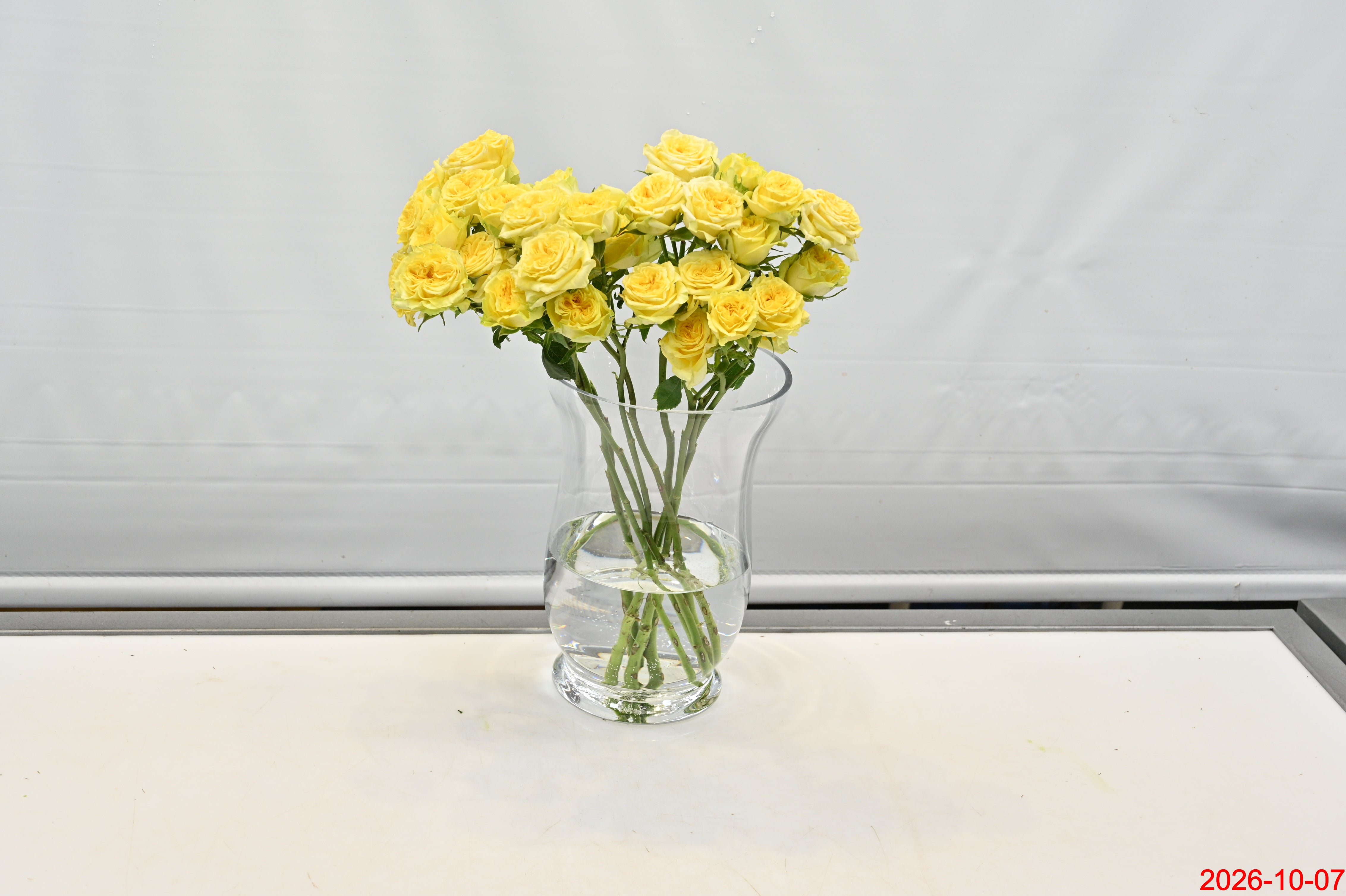 Rose Spray Fibonacci Giocanda Small
