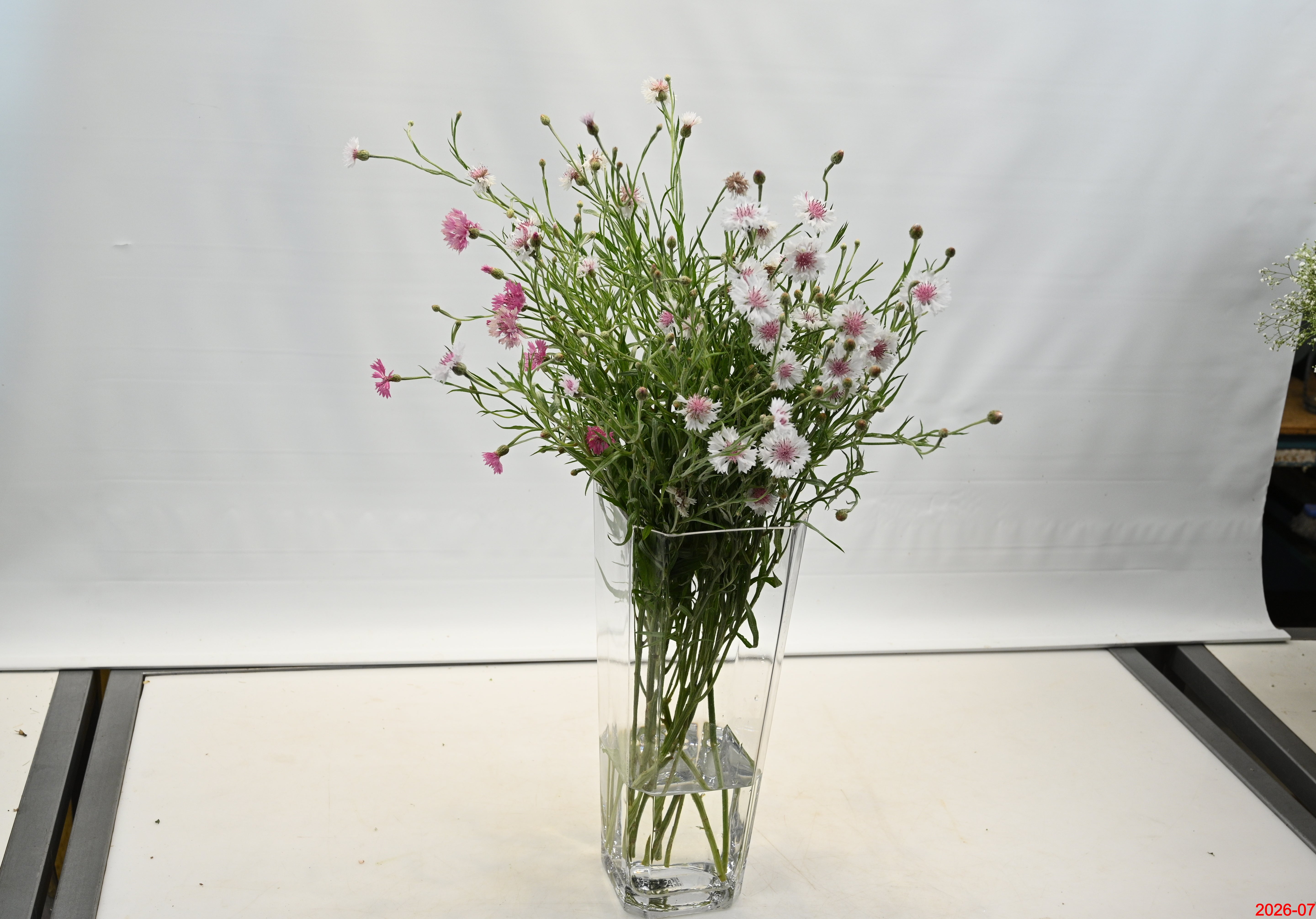 Cornflower Small