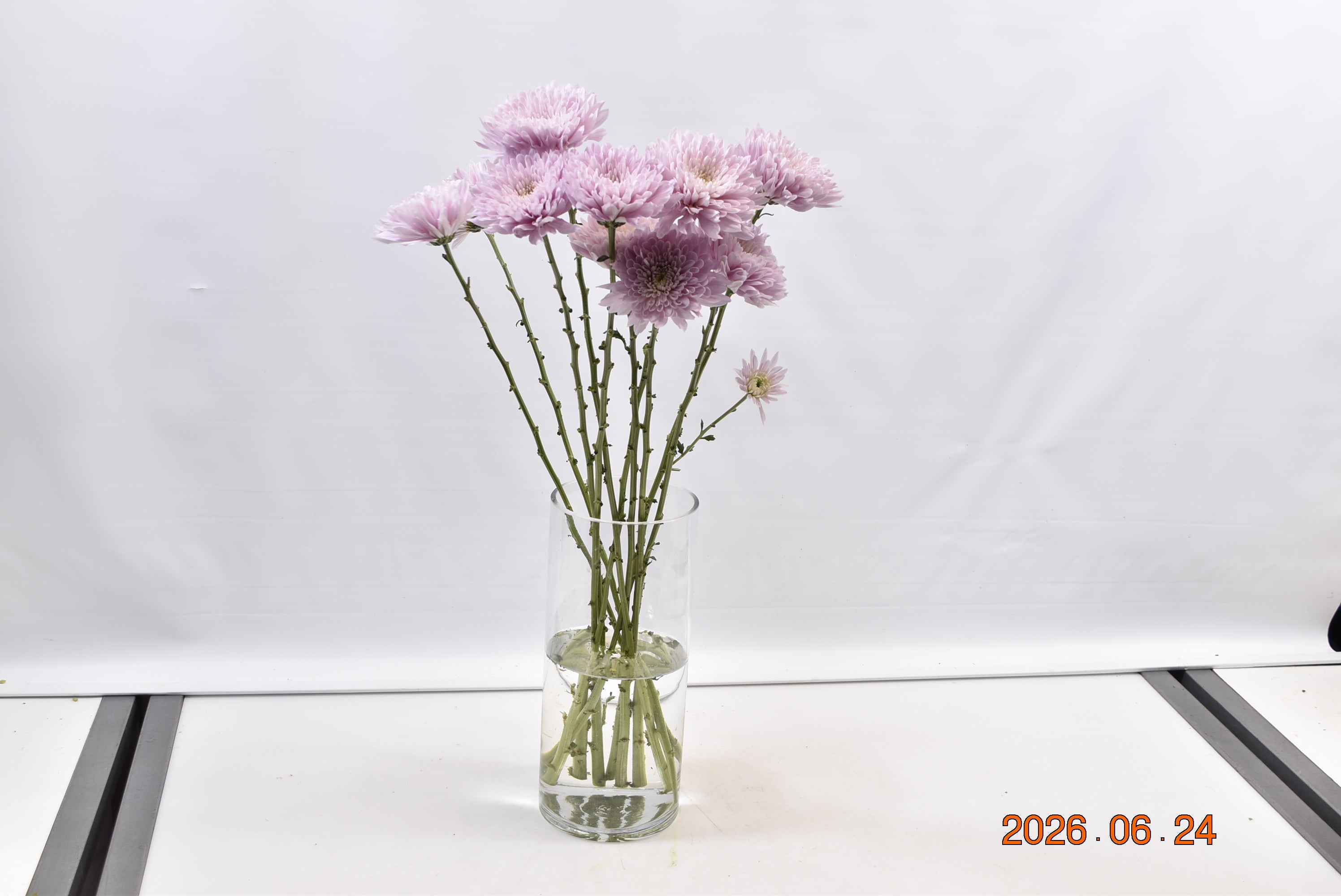 CHRYSANTHEMUM PETRUSHKA POM POM Small